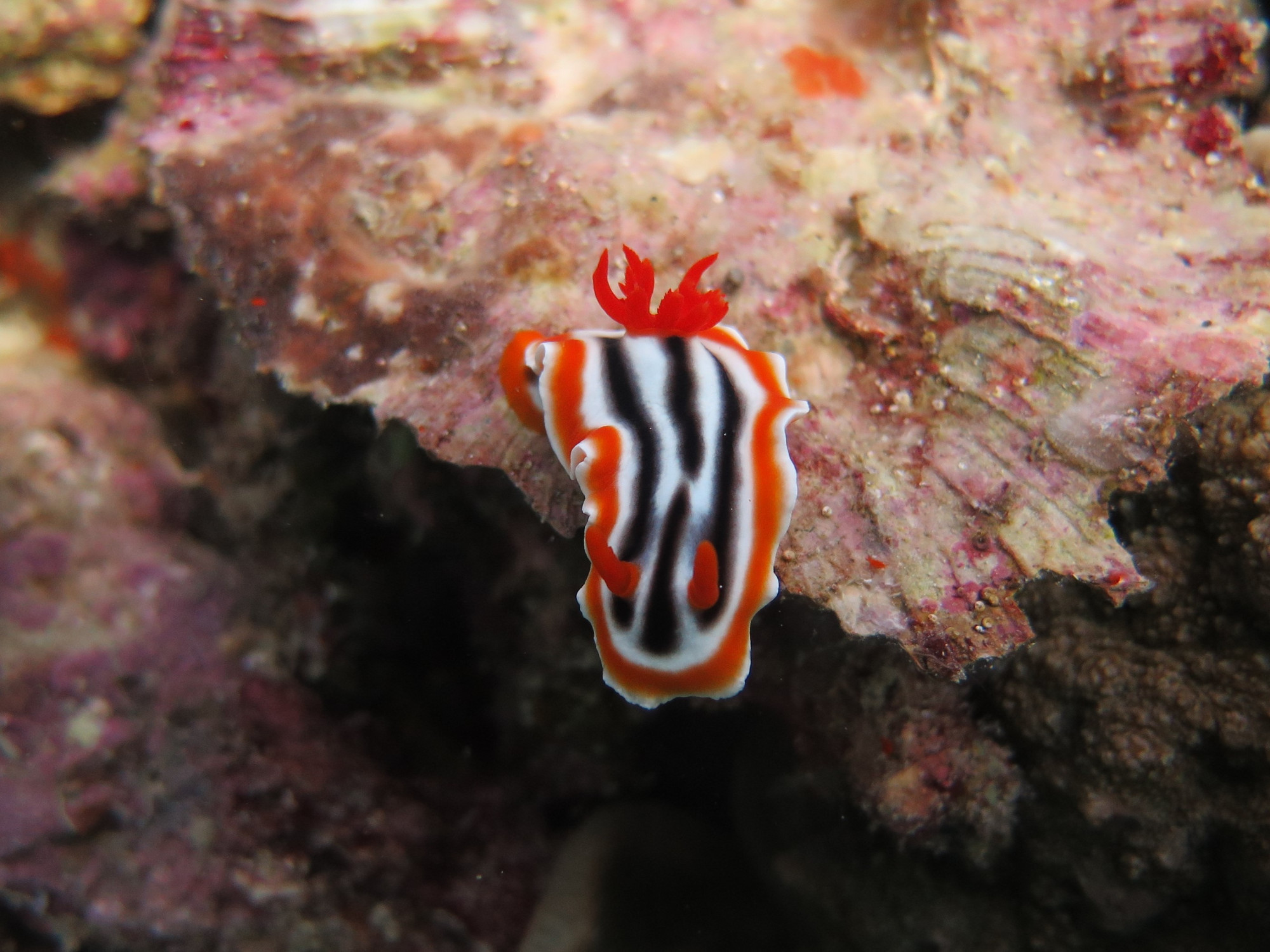 House Reef, Philippines