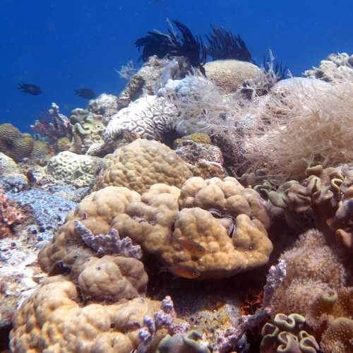 Hard & Soft Corals