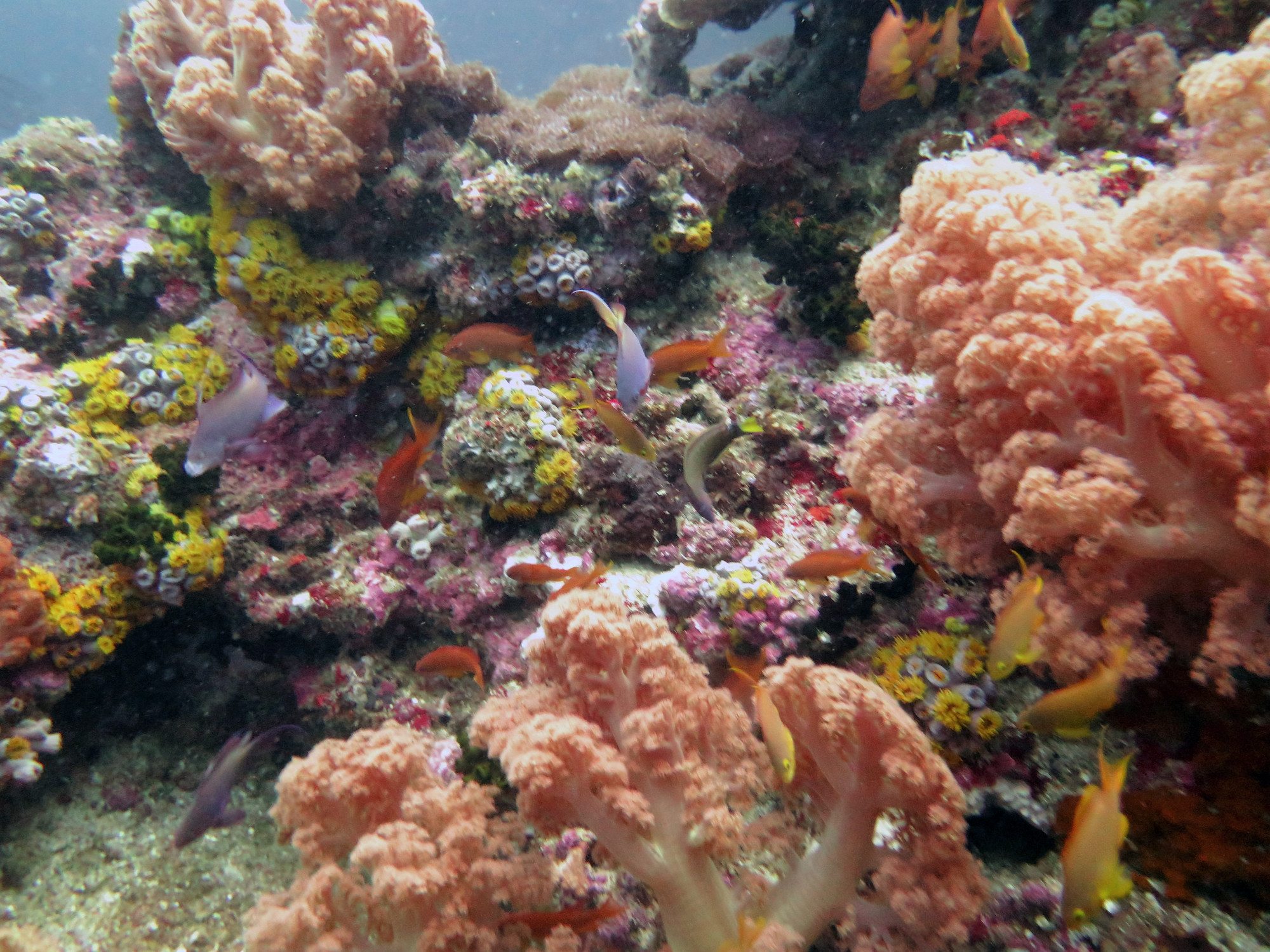 Pescador Island, Филиппины