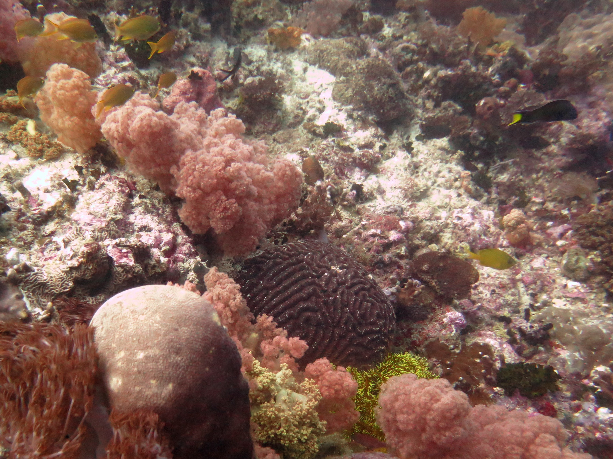 Pescador Island, Philippines