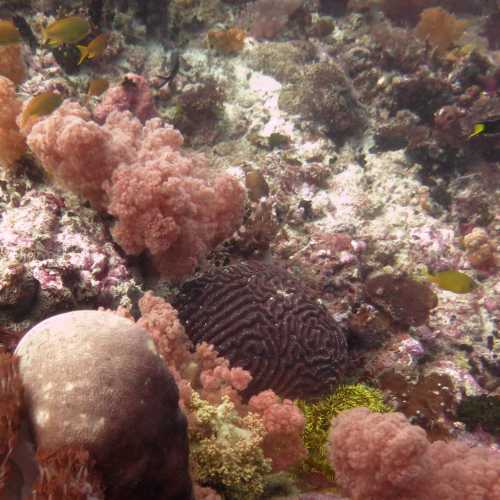 Pescador Island, Филиппины