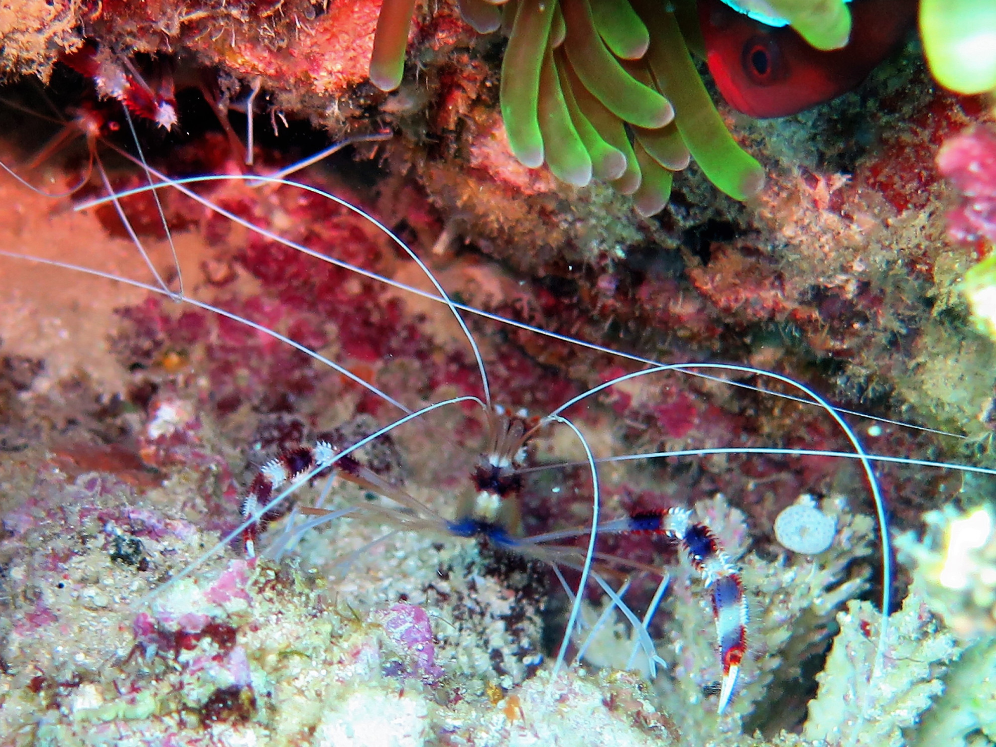 White Beach Dive Site, Филиппины