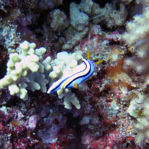 Nudibranch Reef at Entrane