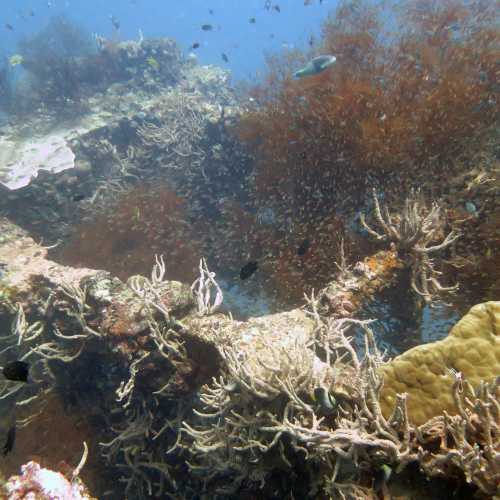 Coral Growth on Superstructure