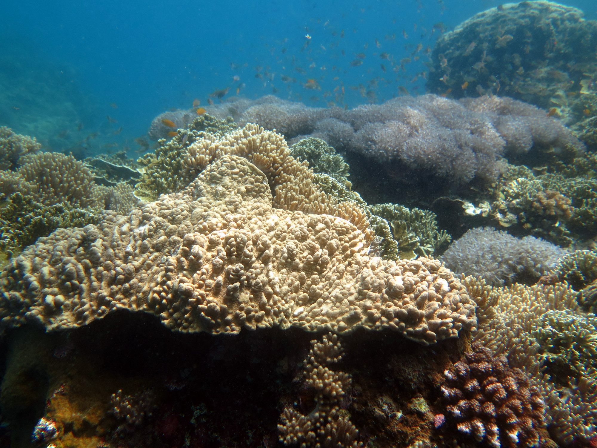 Pescador Island, Филиппины