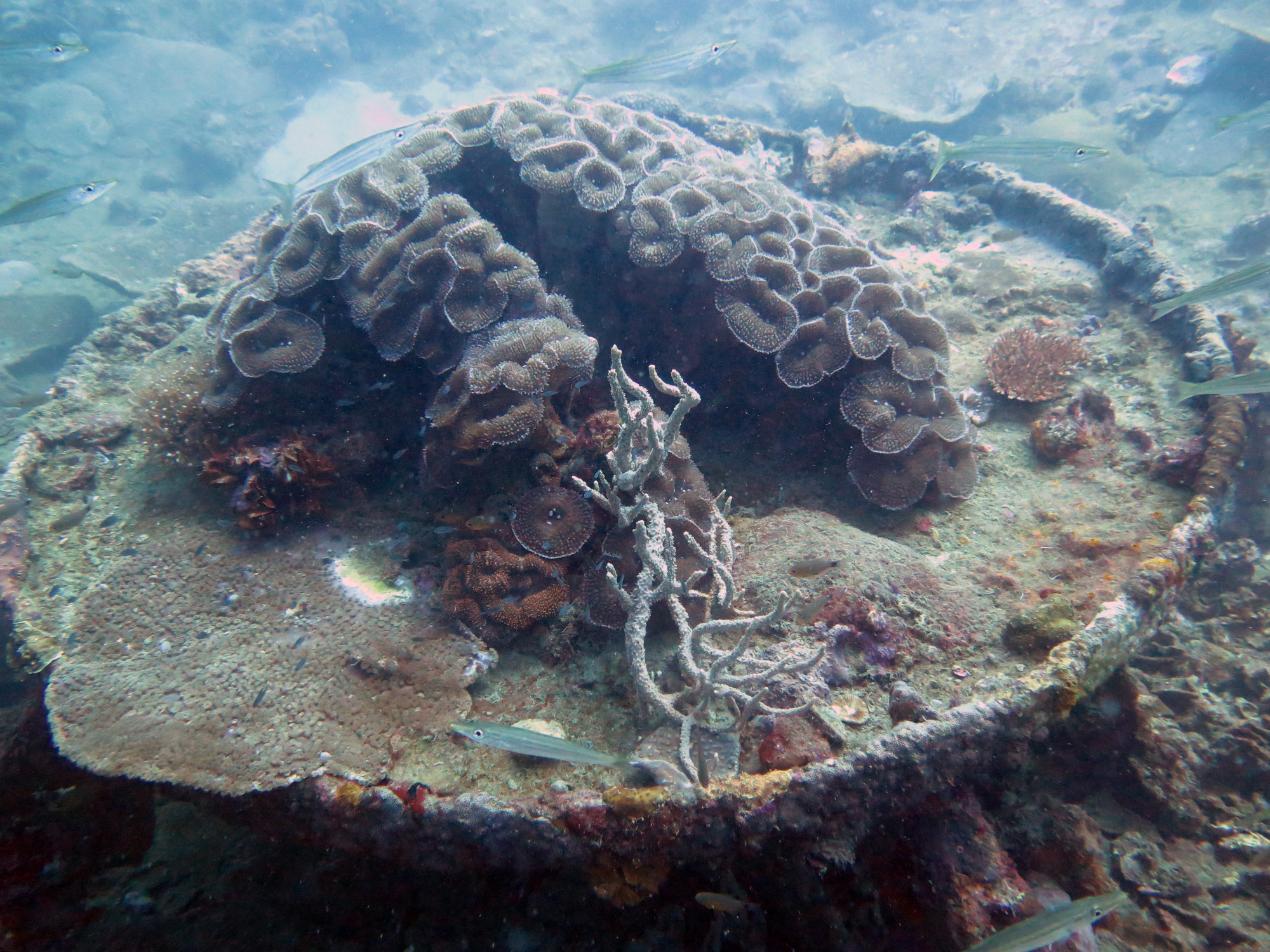 Coral Growth on Superstructure