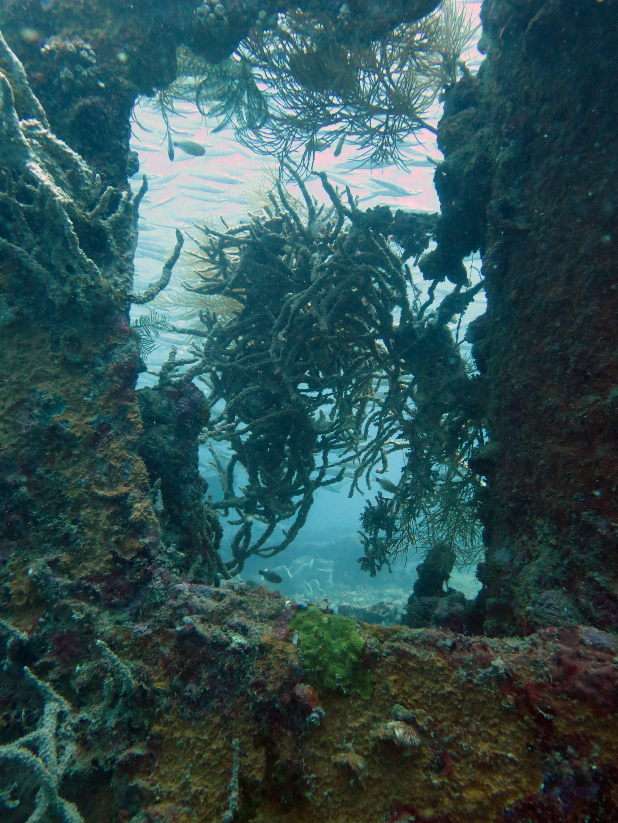 Coral Growth on Superstructure