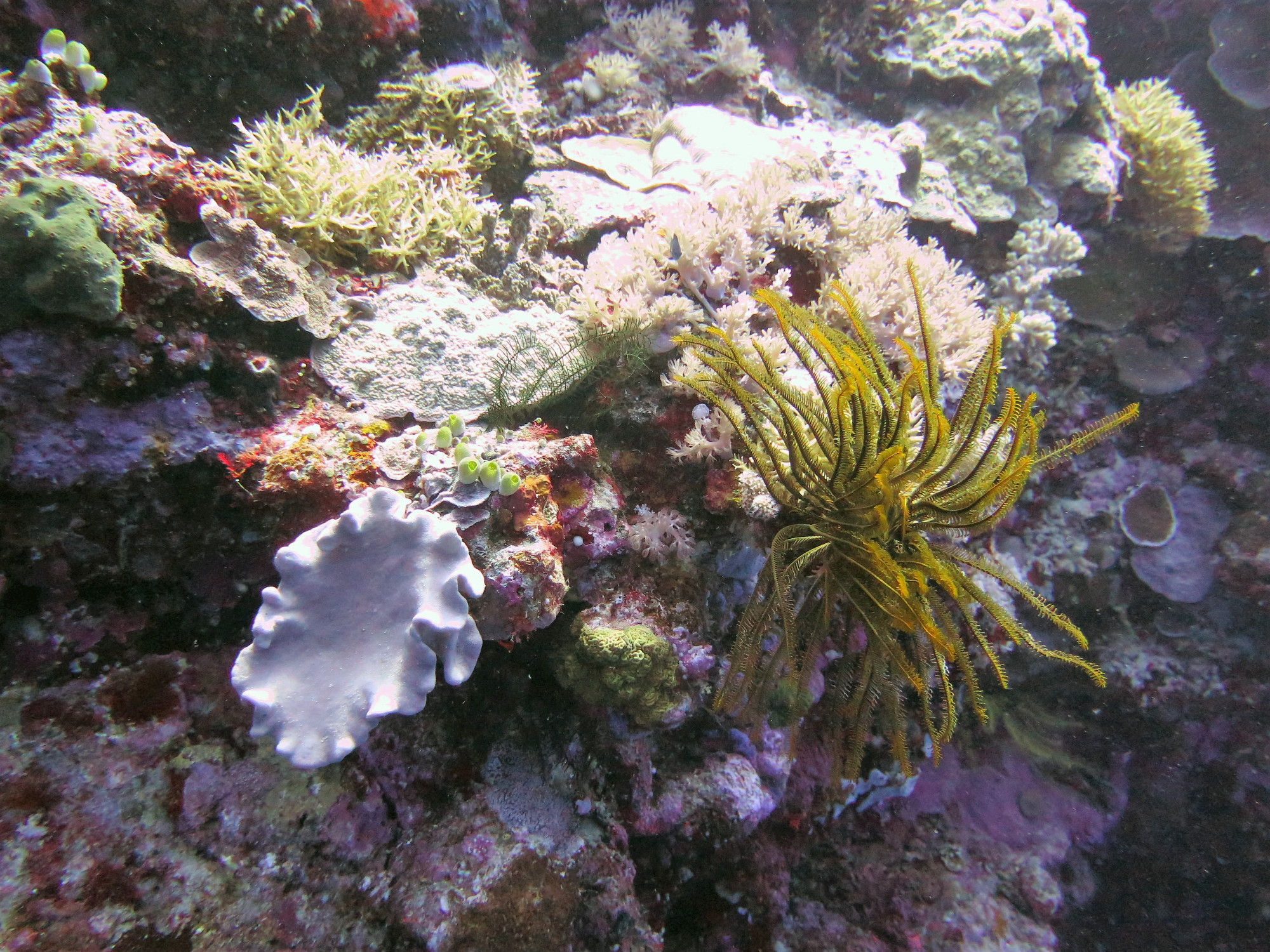 Apo Reef, Philippines