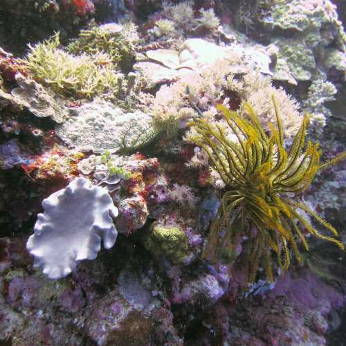 Apo Reef, Philippines