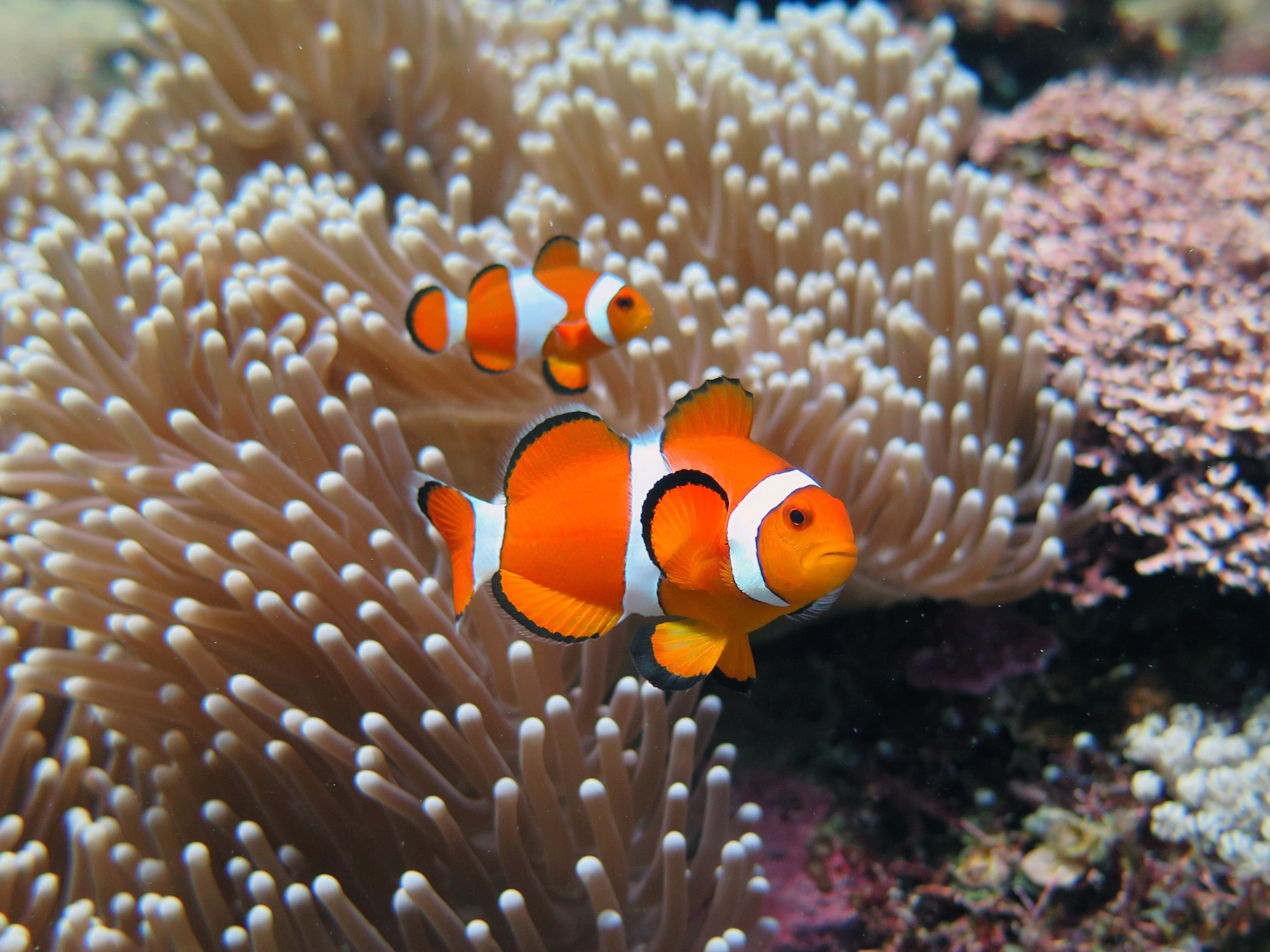 Nemo Reef At Entrance