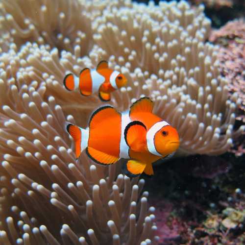 Nemo Reef At Entrance