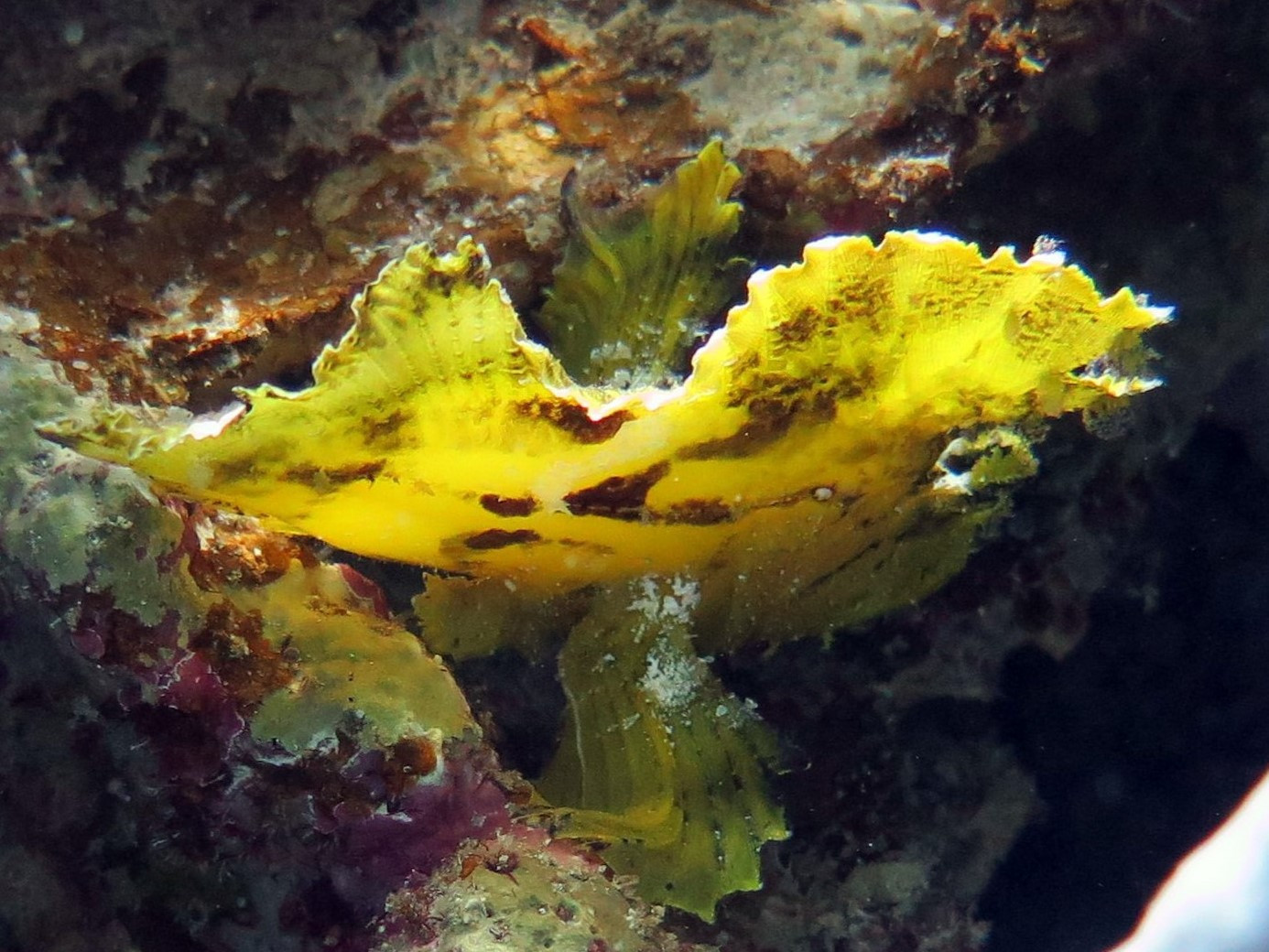 Leaf Scorpion Fish