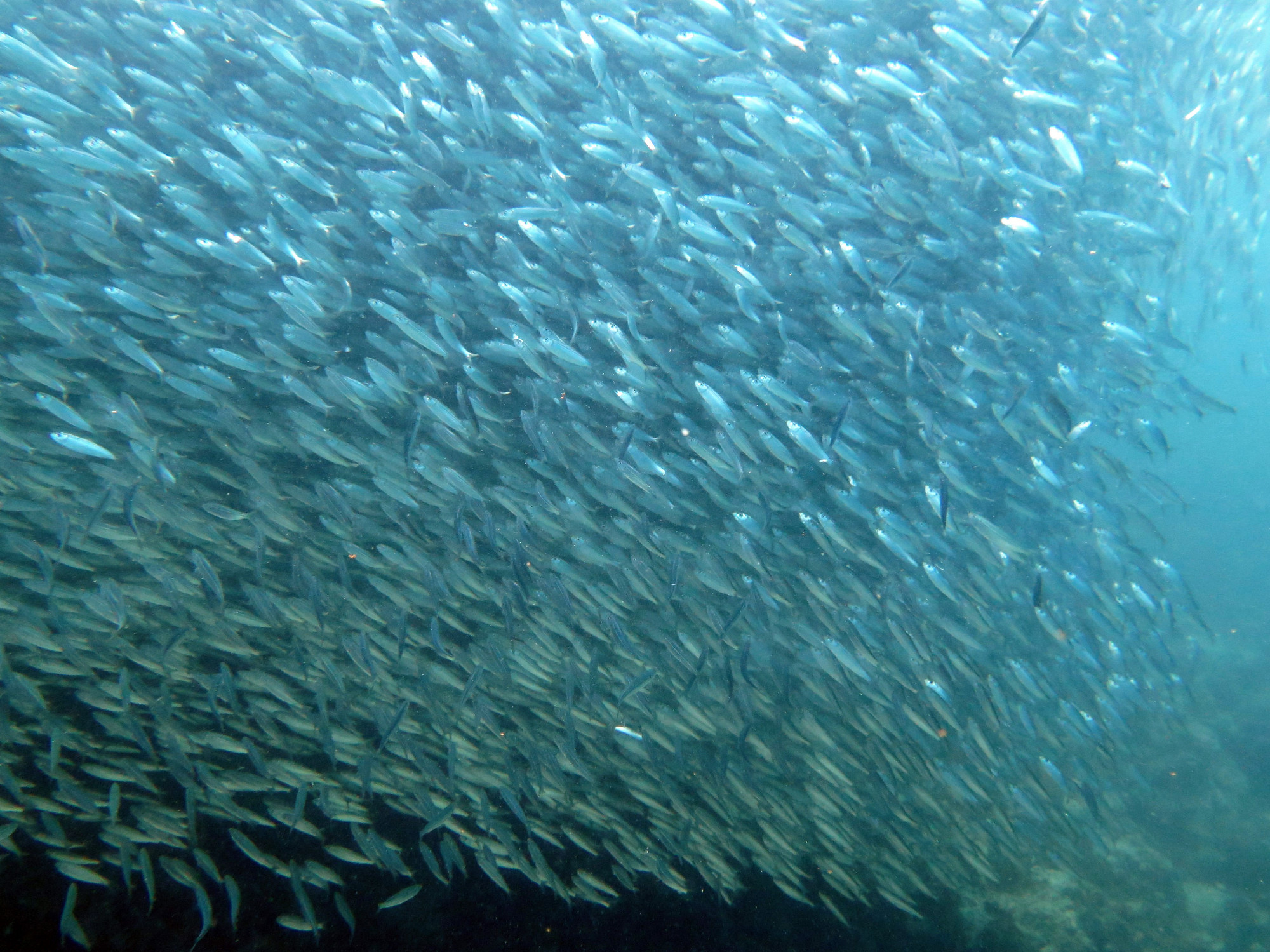 House Reef, Филиппины