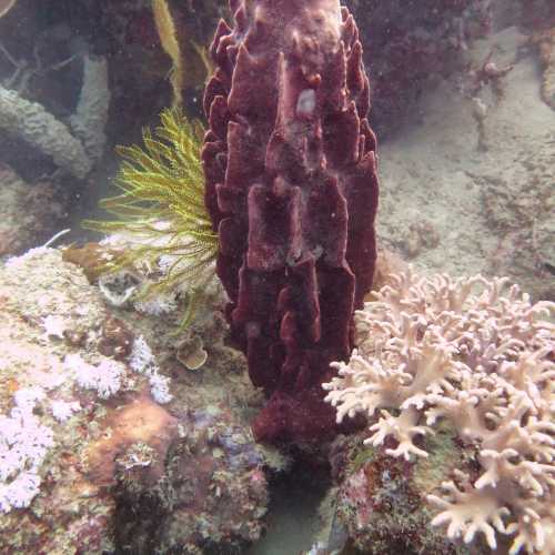 Barrell Sponge