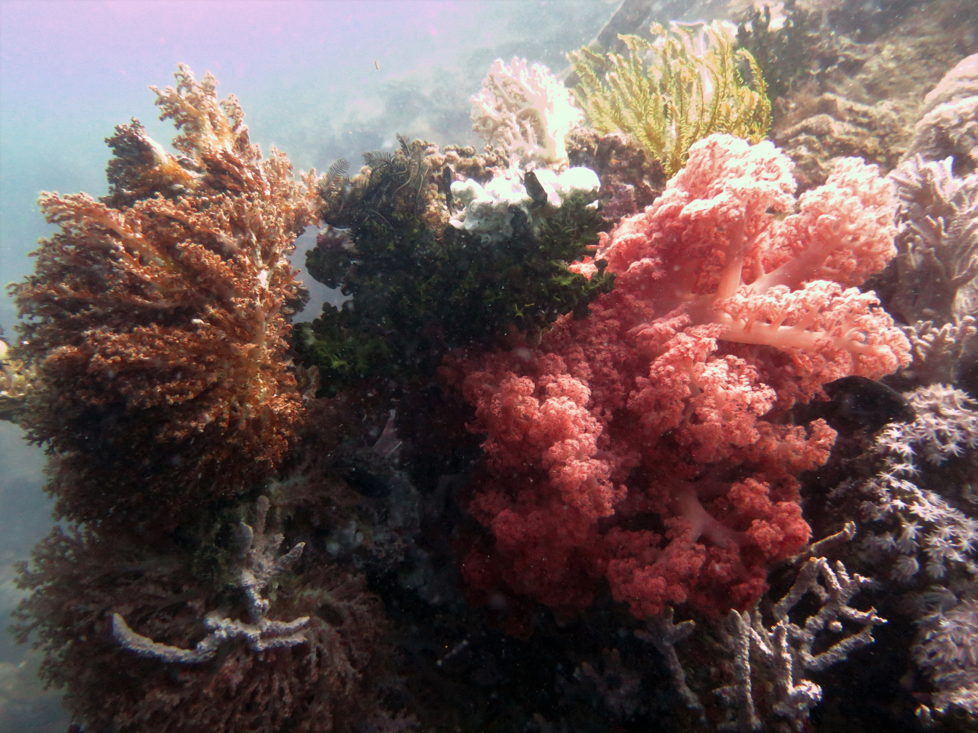 Dolphin House Dive Site, Филиппины