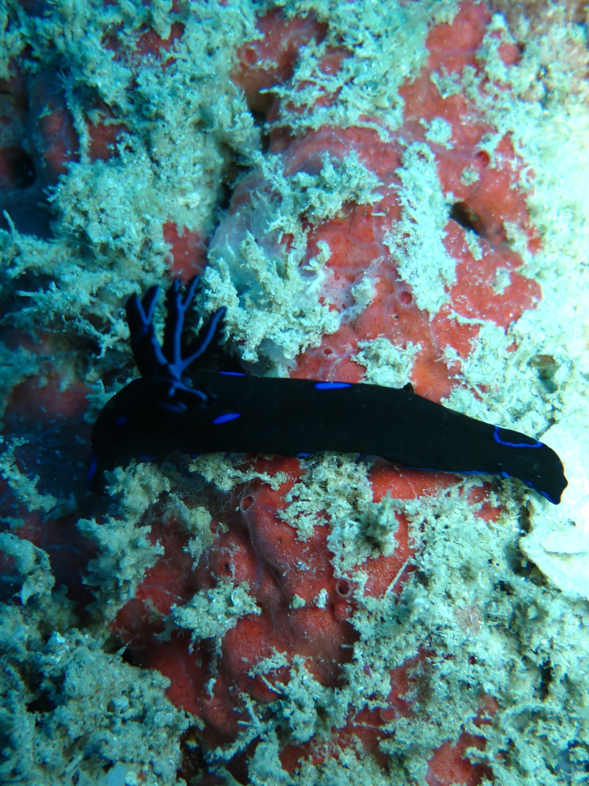 White Beach Dive Site, Филиппины