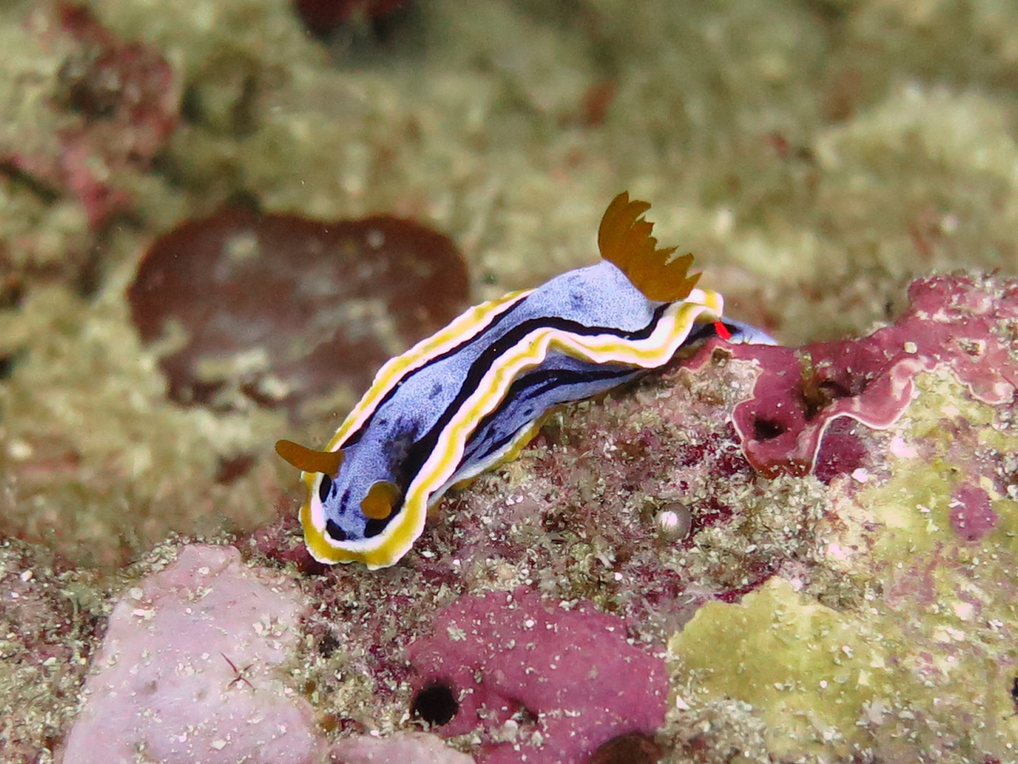 White Beach Dive Site, Филиппины