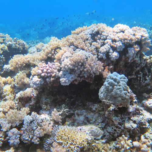 Apo Reef, Philippines