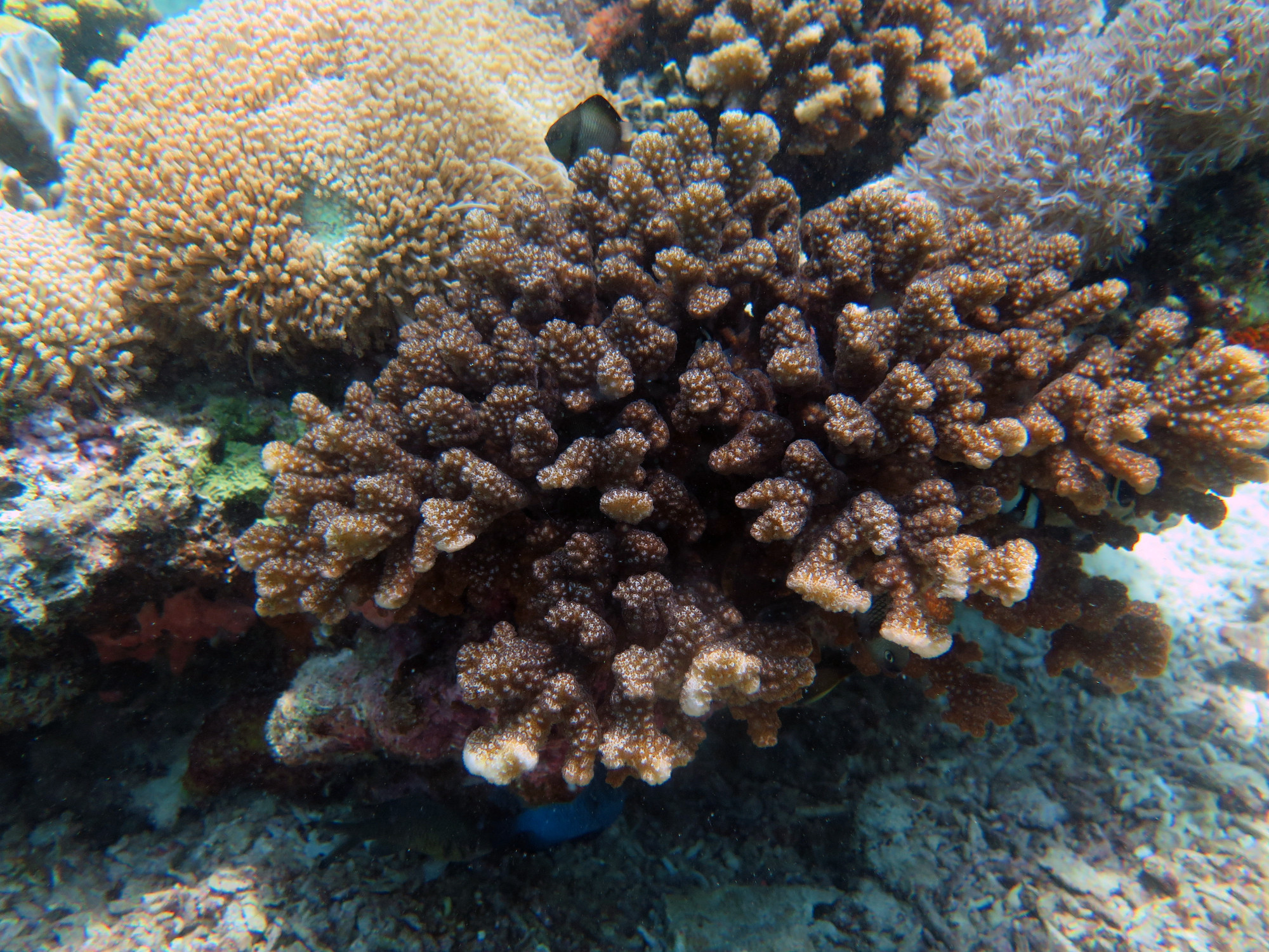 Pescador Island, Philippines