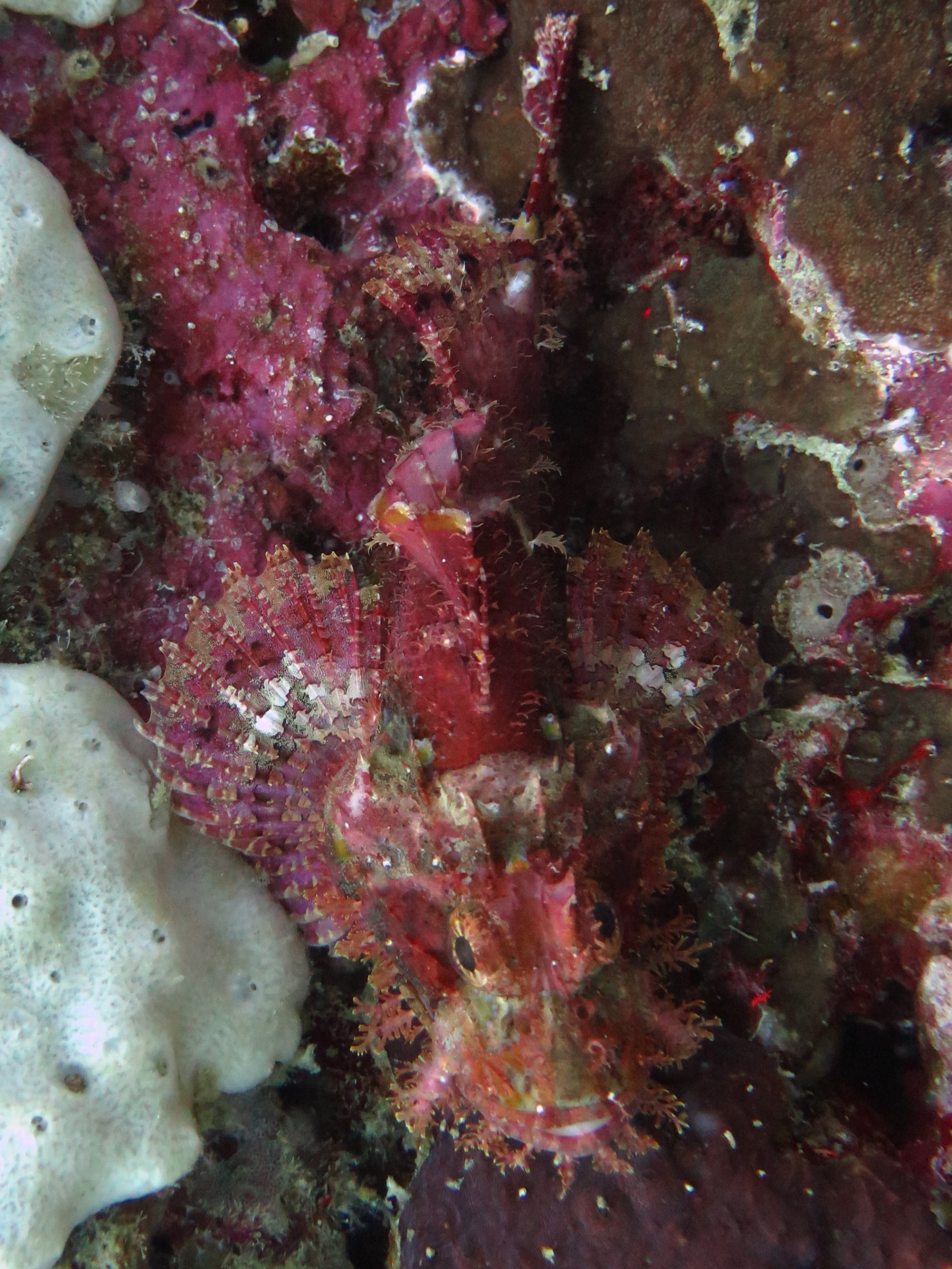 Scorpionfish