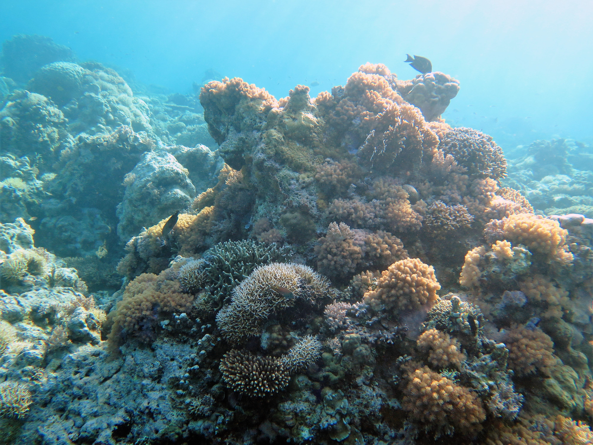 Apo Reef, Philippines
