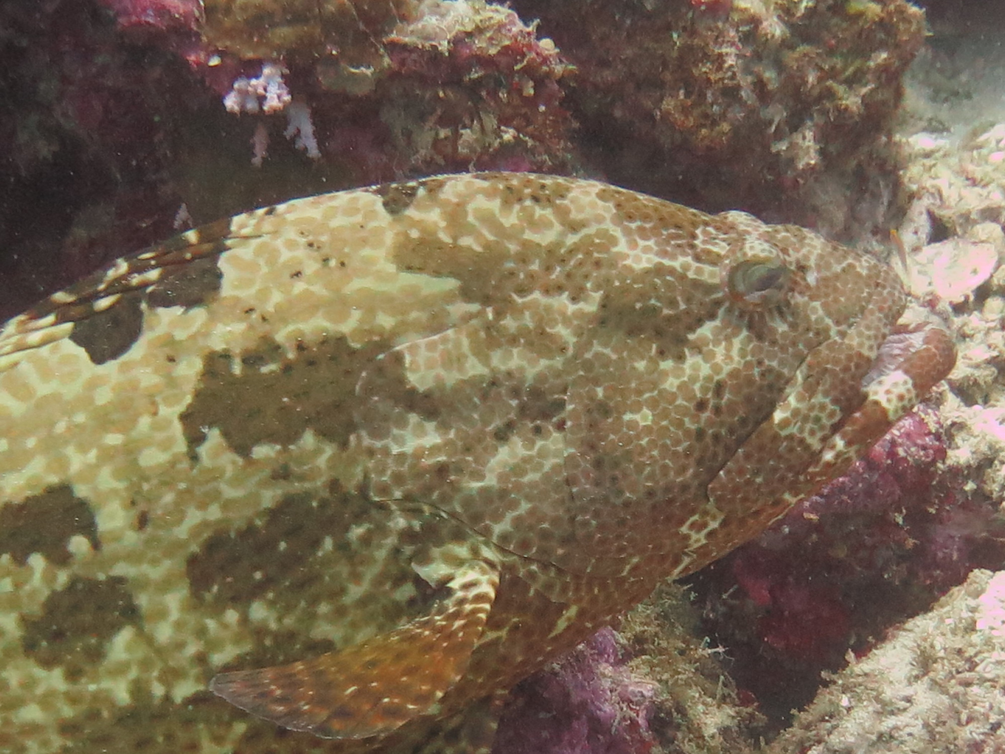 White Beach Dive Site, Philippines