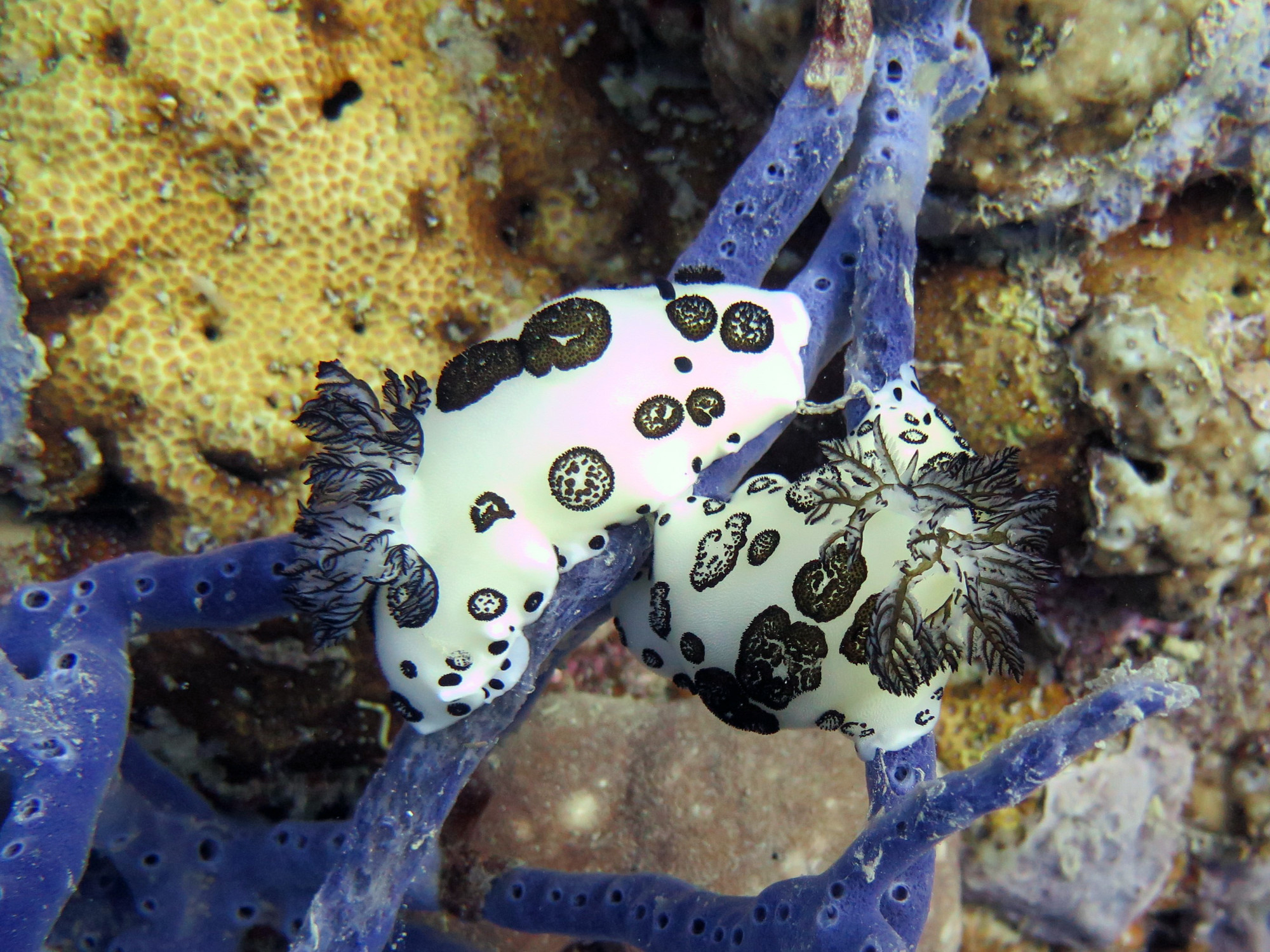 Alcatraz Dive Site, Филиппины