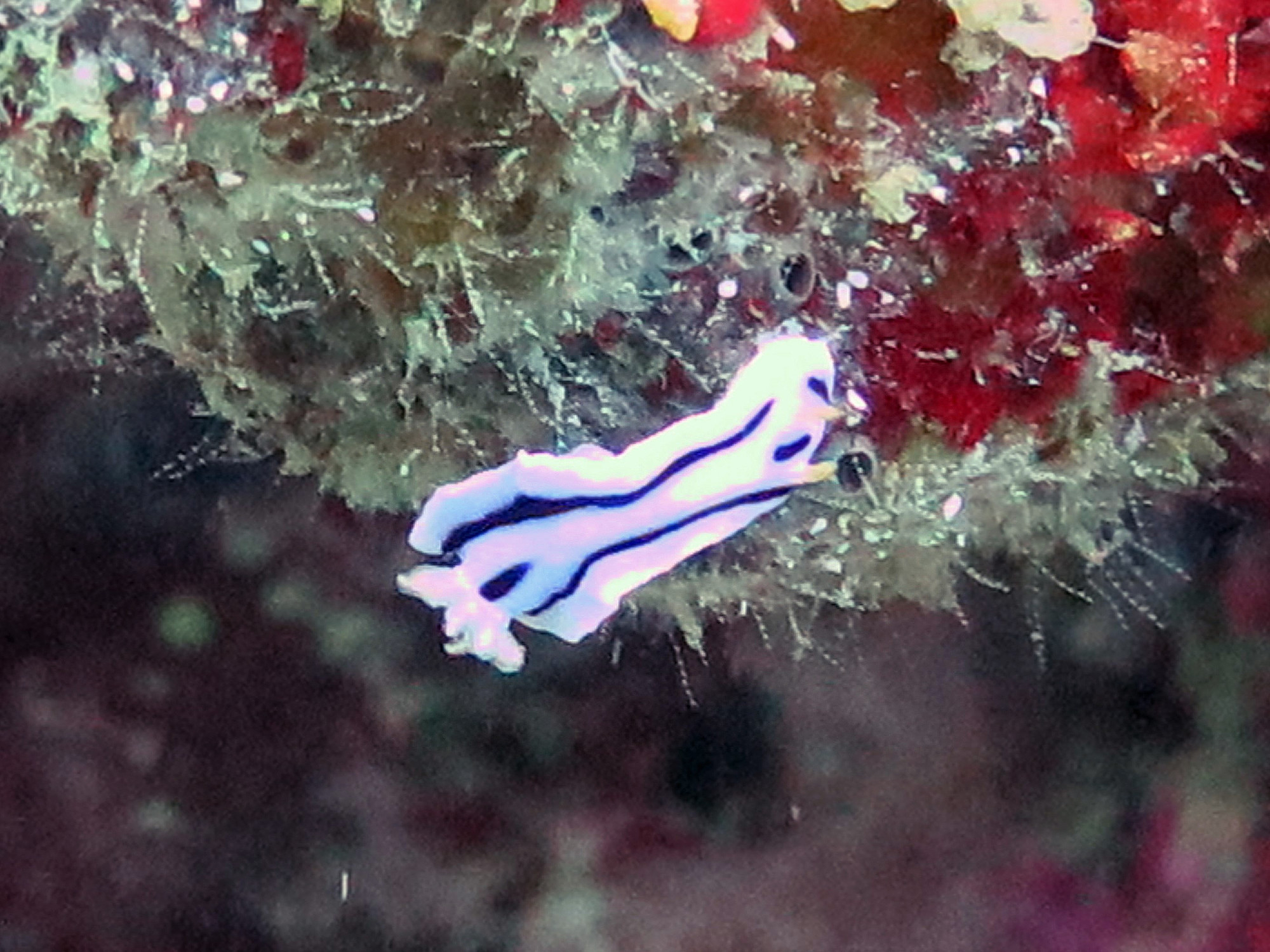 Dolphin House Dive Site, Philippines