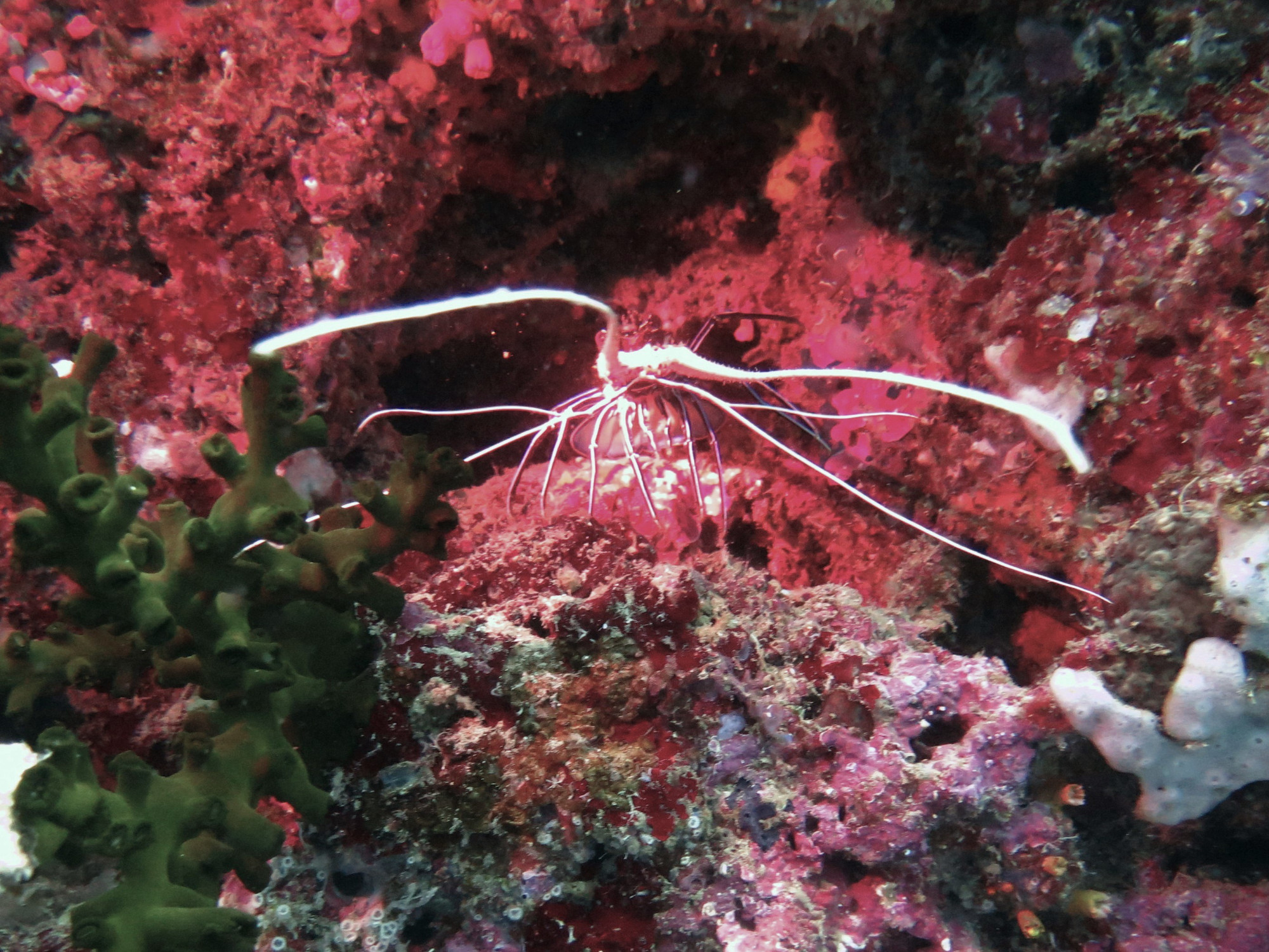 Tongo Marine Sanctuary, Philippines