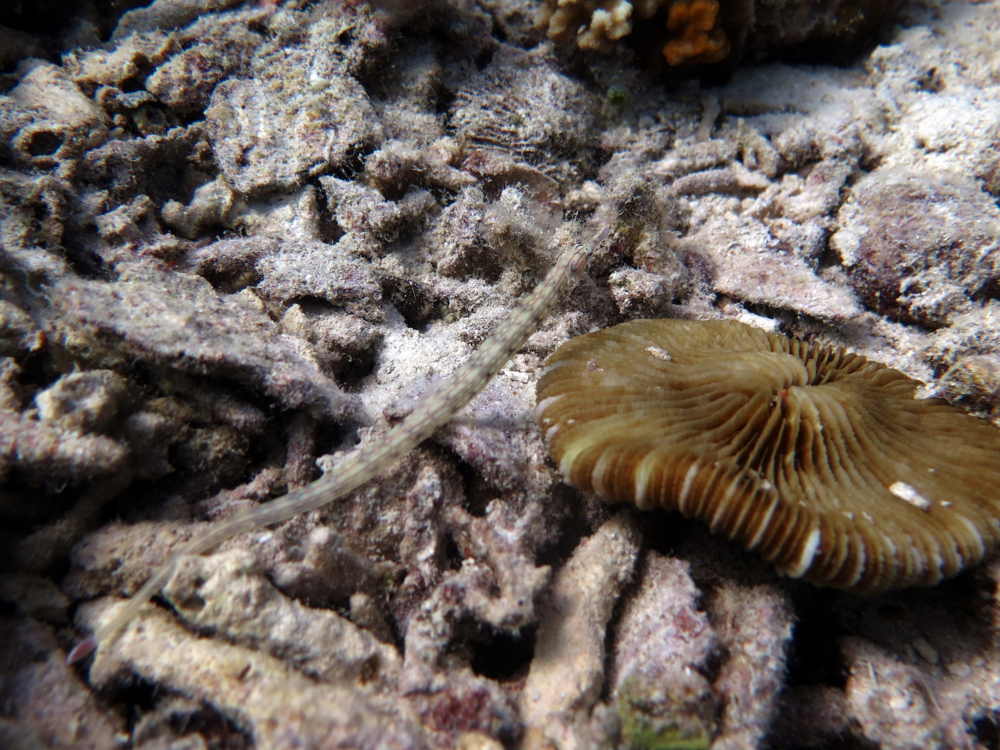 Pipefish