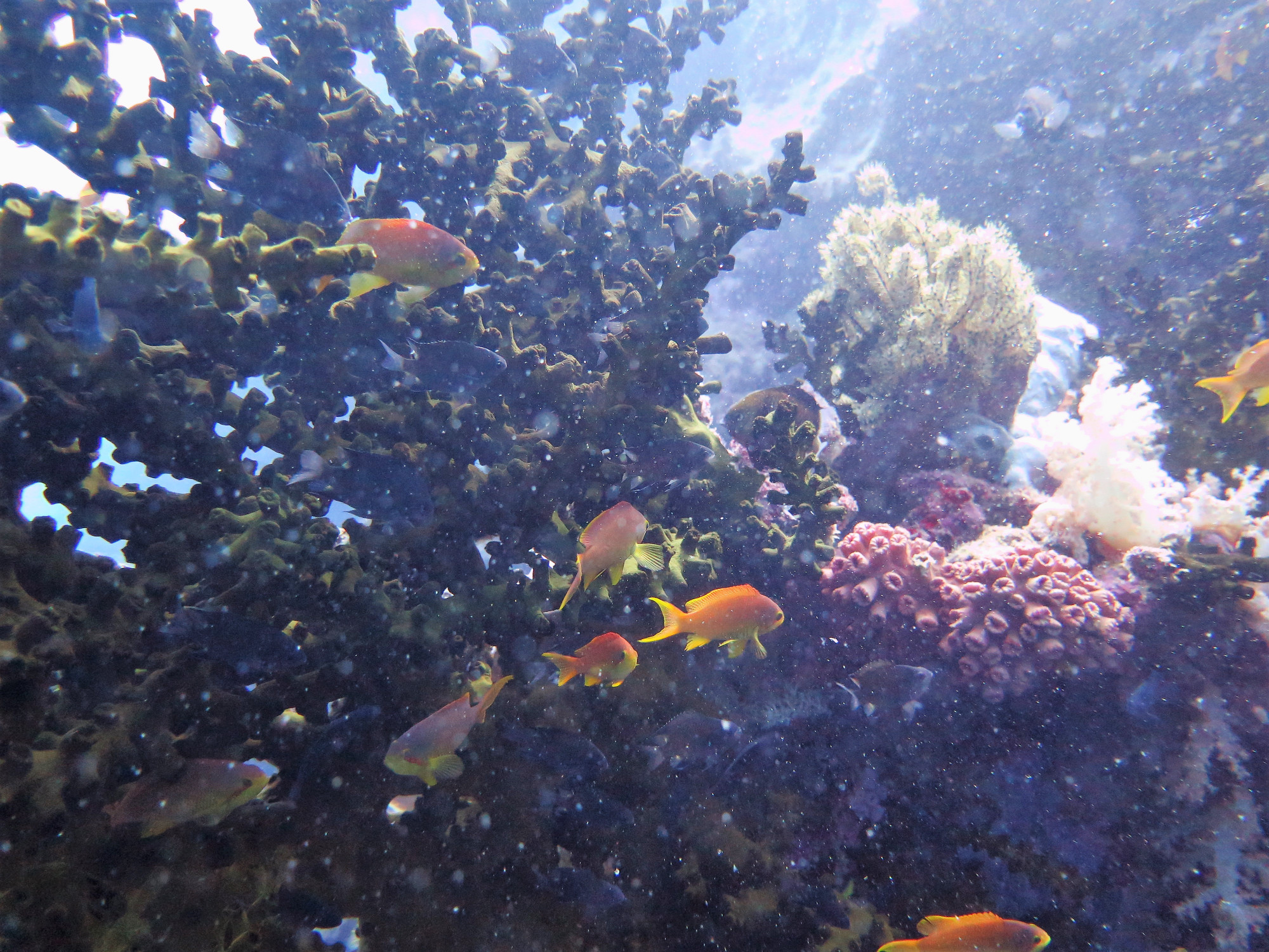 White Beach Dive Site, Филиппины