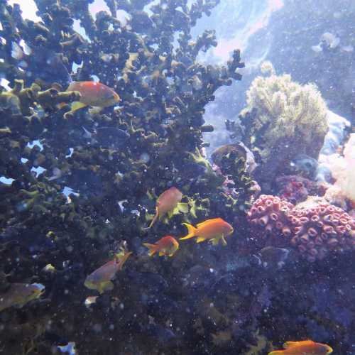 White Beach Dive Site, Philippines