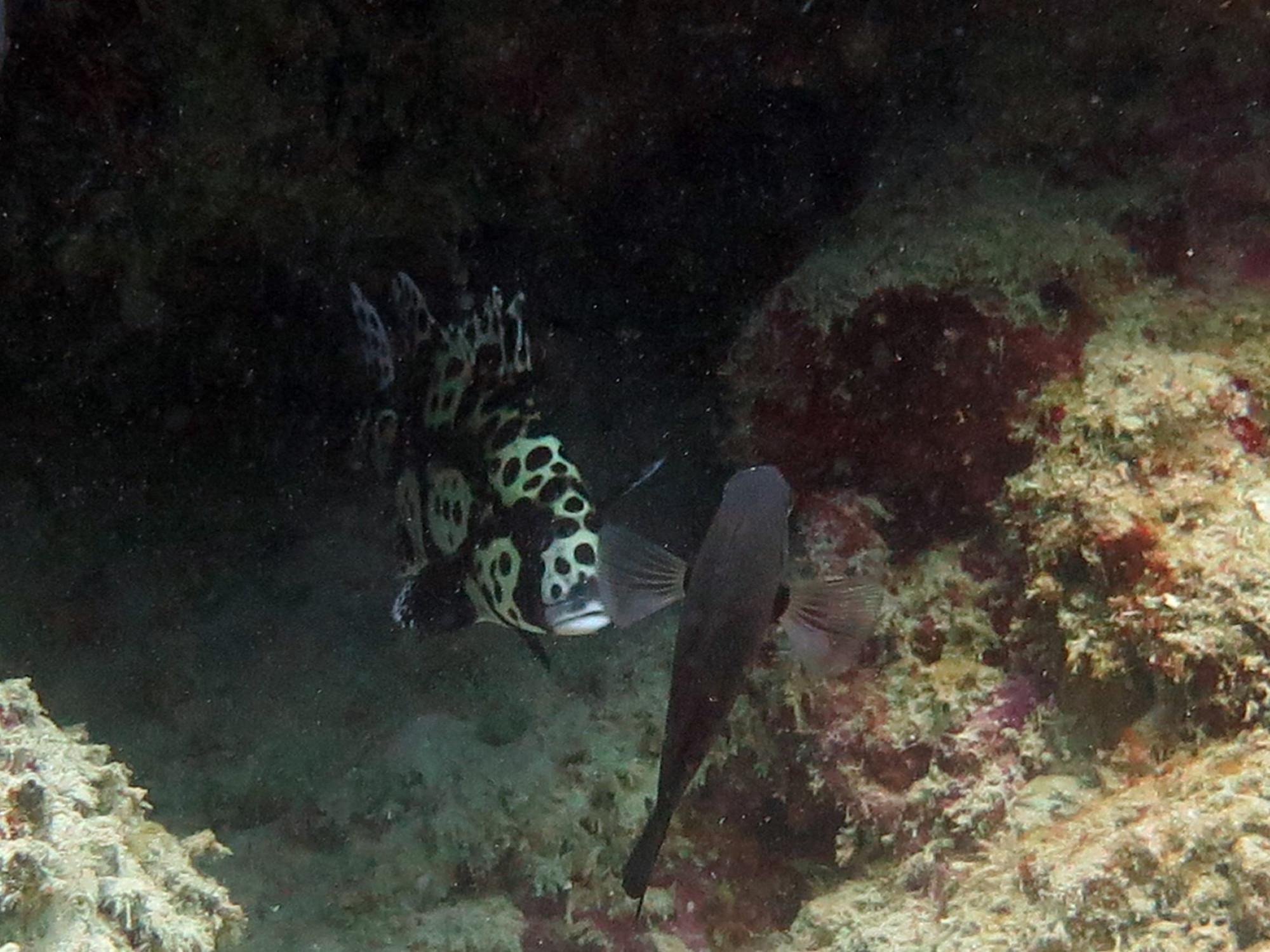 House Reef, Philippines