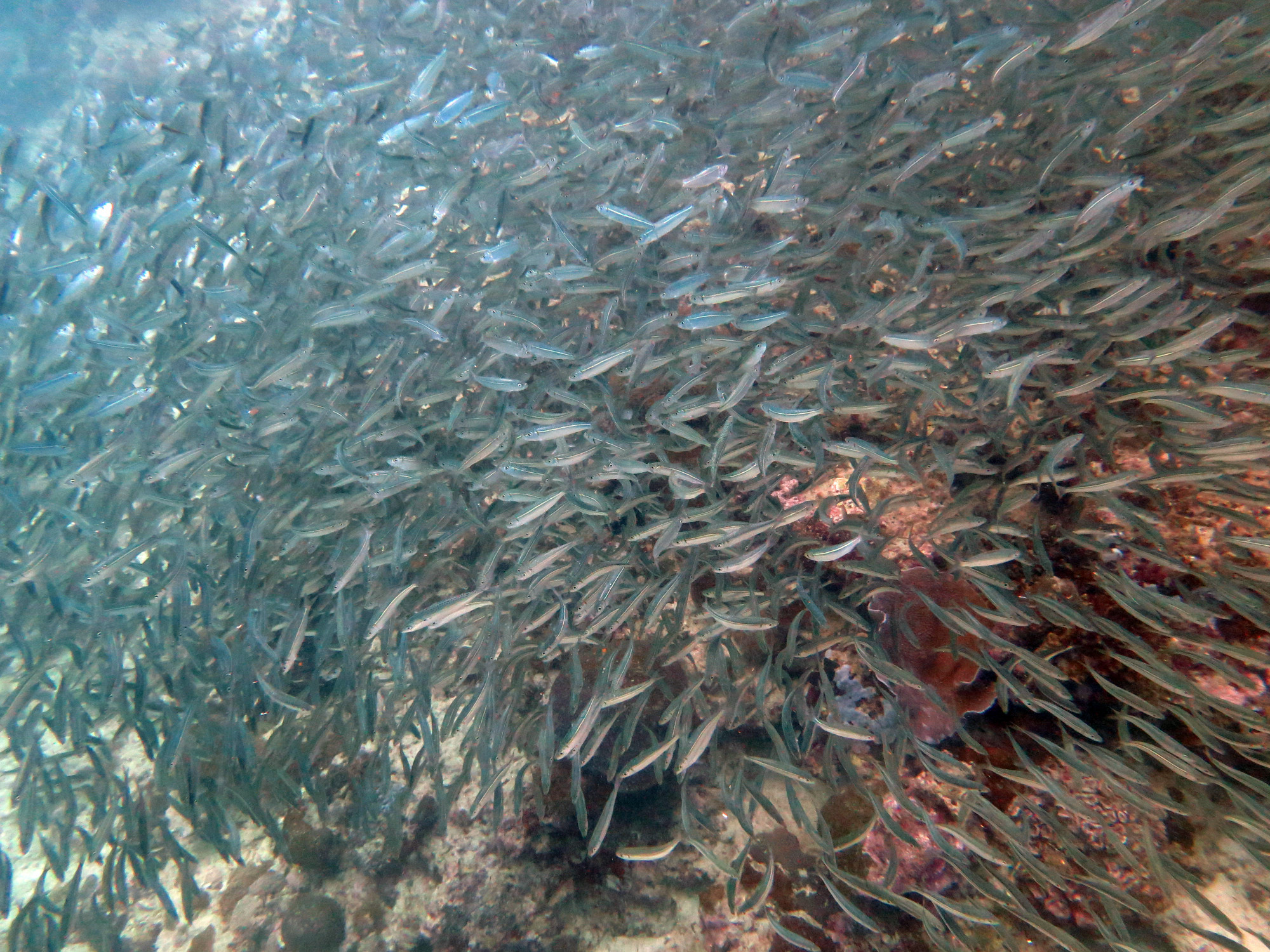 House Reef, Philippines