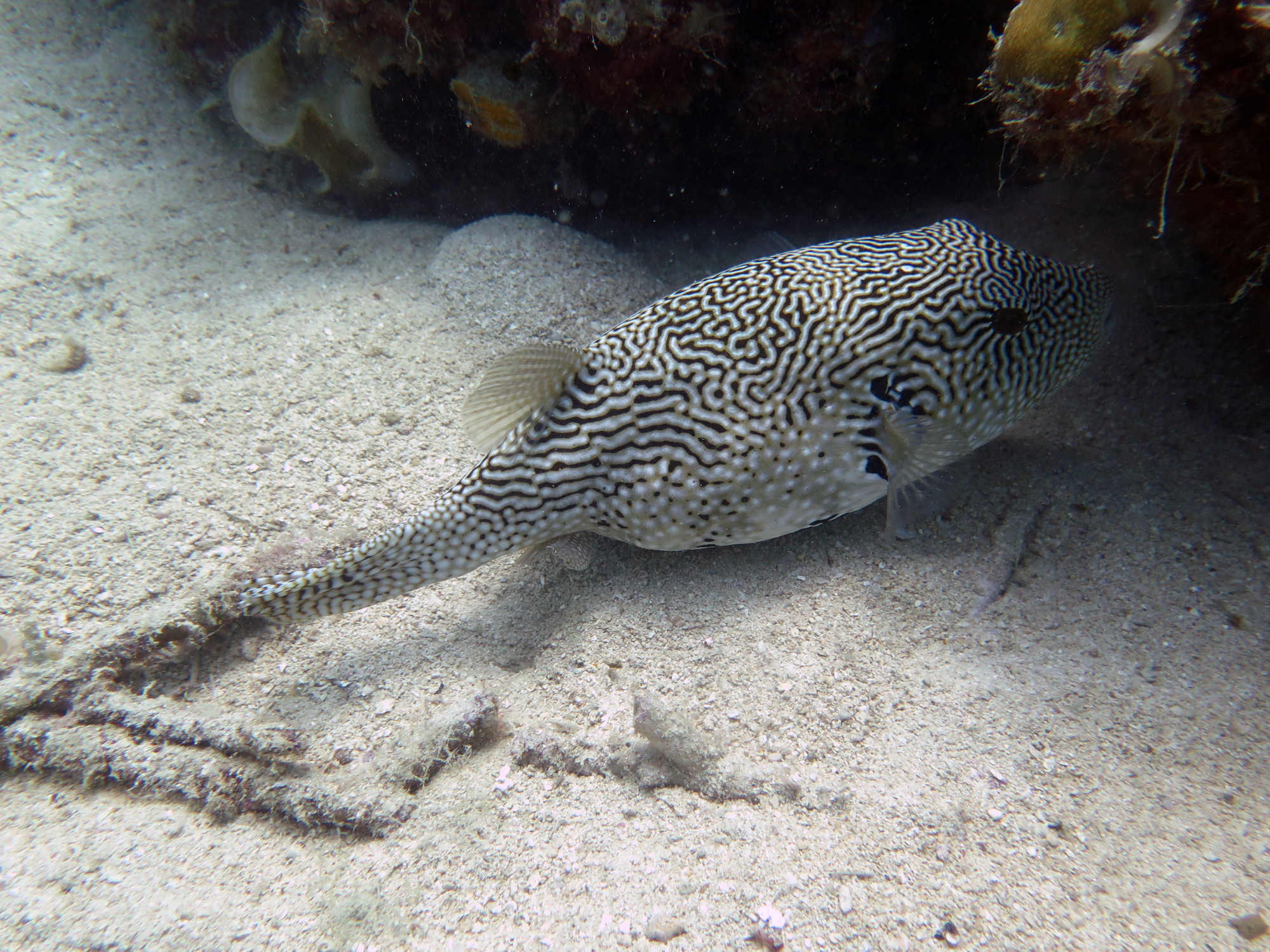 Puffer Fish