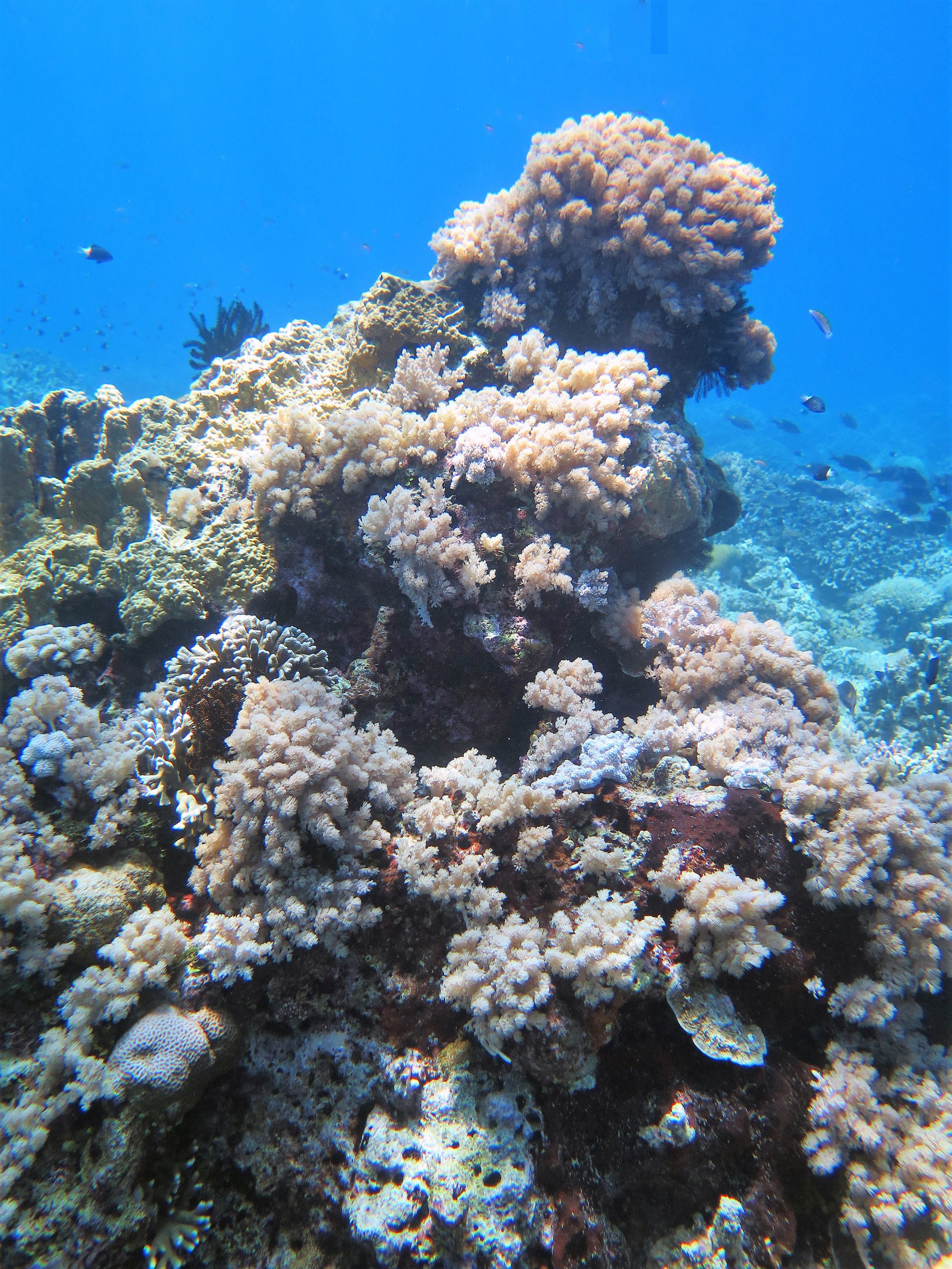 Apo Reef, Филиппины