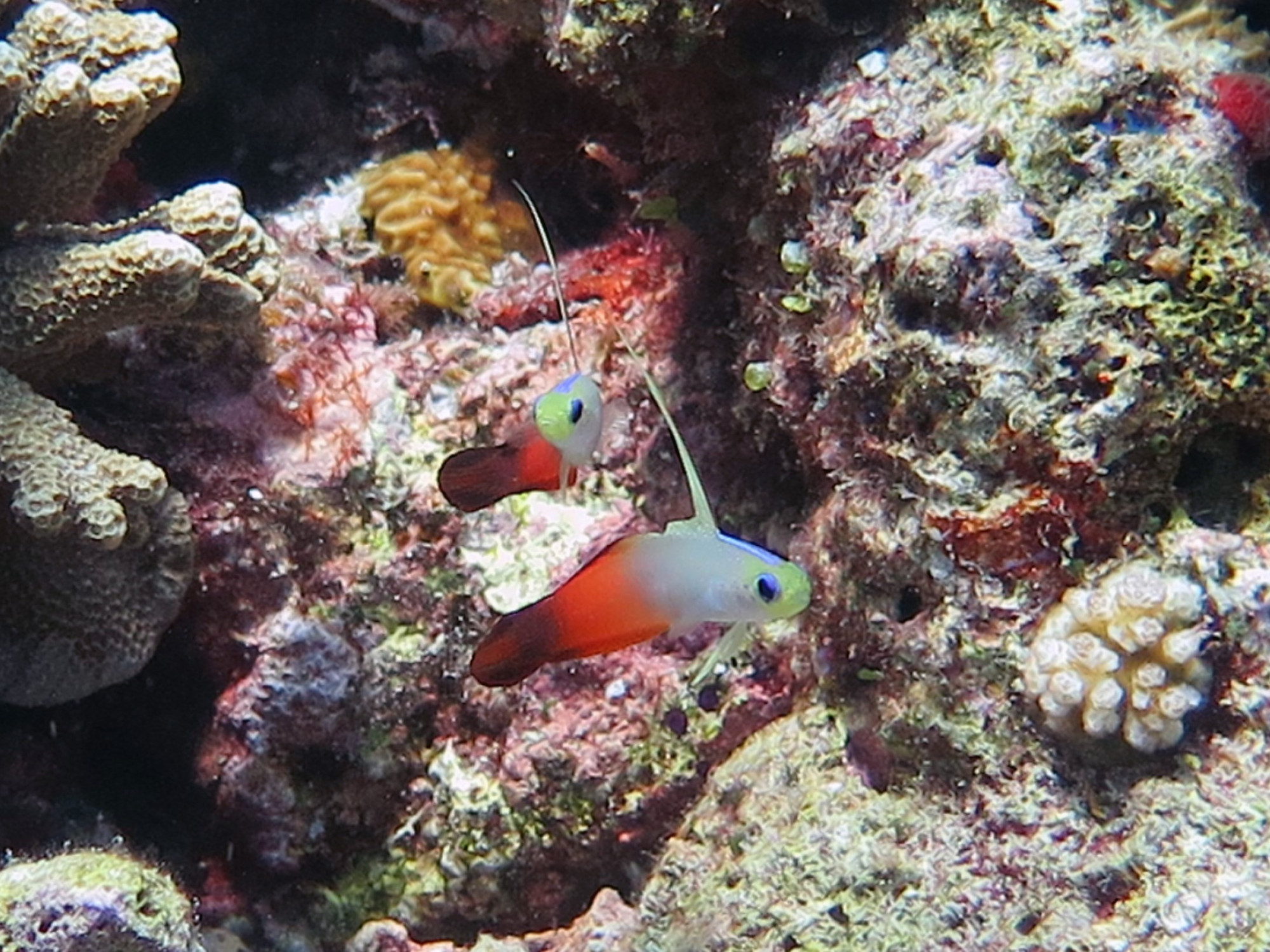 Apo Reef, Philippines