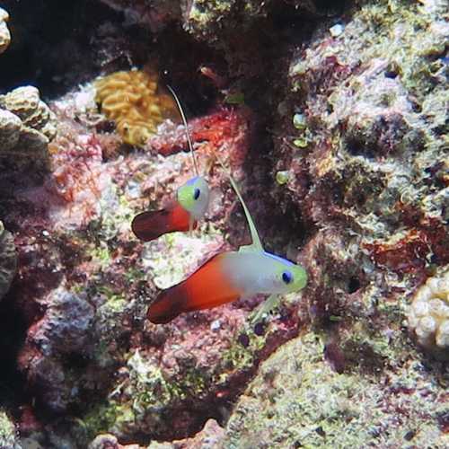 Apo Reef, Philippines