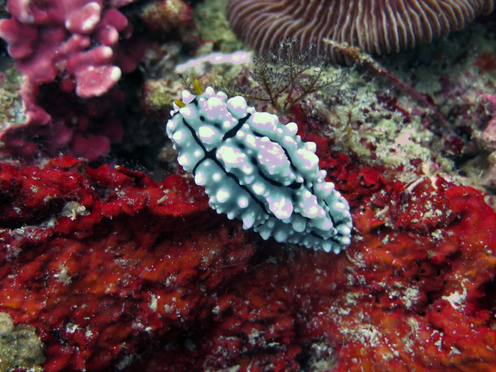 Dolphin House Dive Site, Philippines