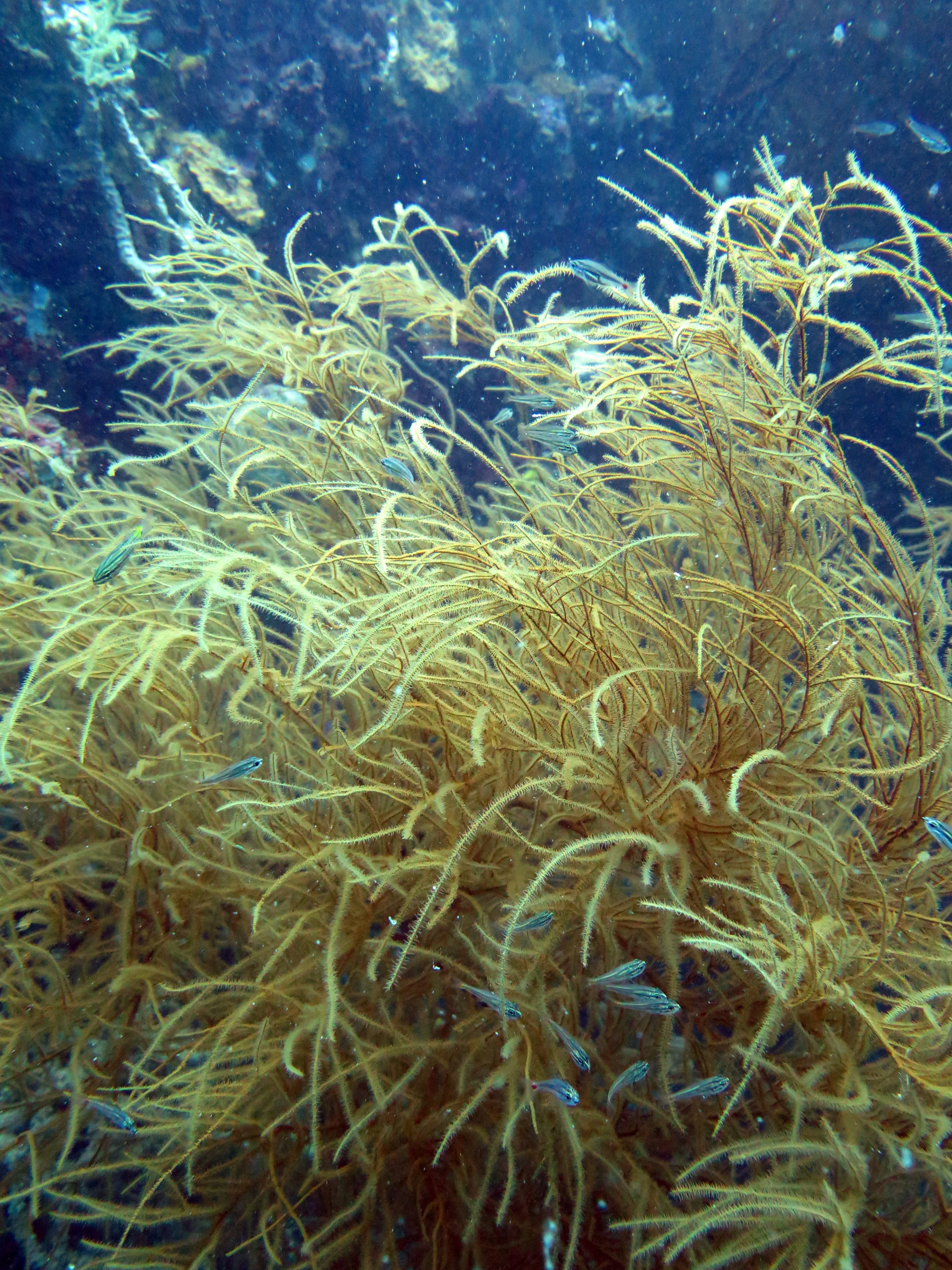 Coral Growth on Superstructure