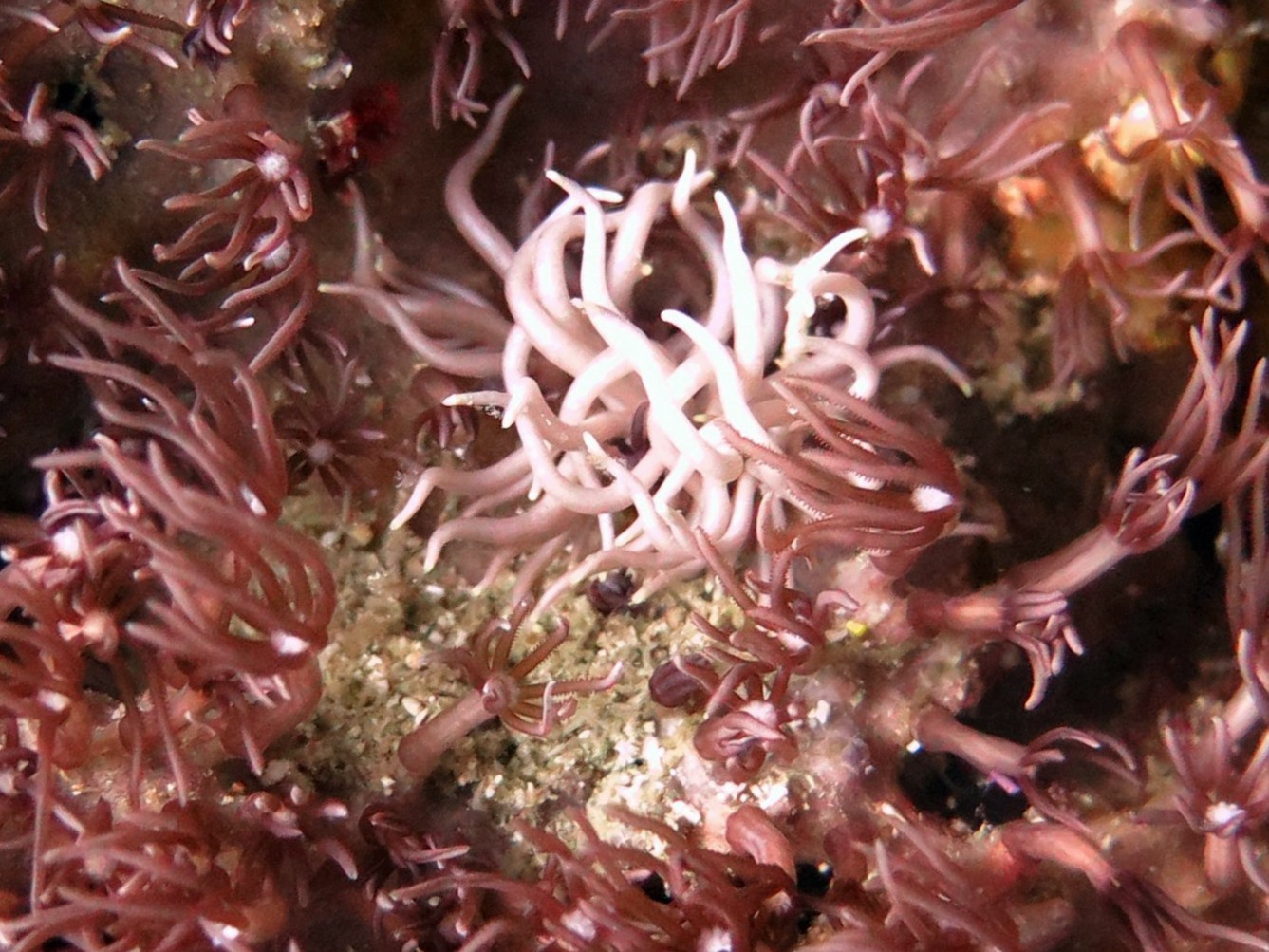 Tongo Marine Sanctuary, Philippines