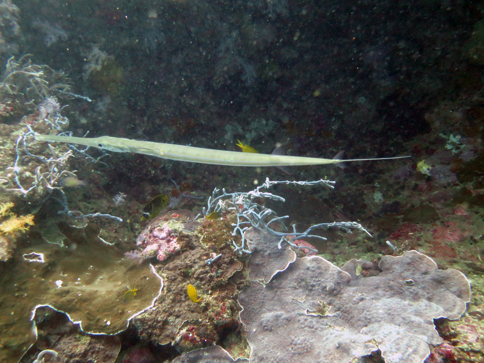 Pescador Island, Philippines