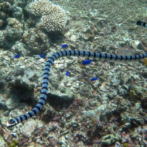 Banded Sea Snake/crate