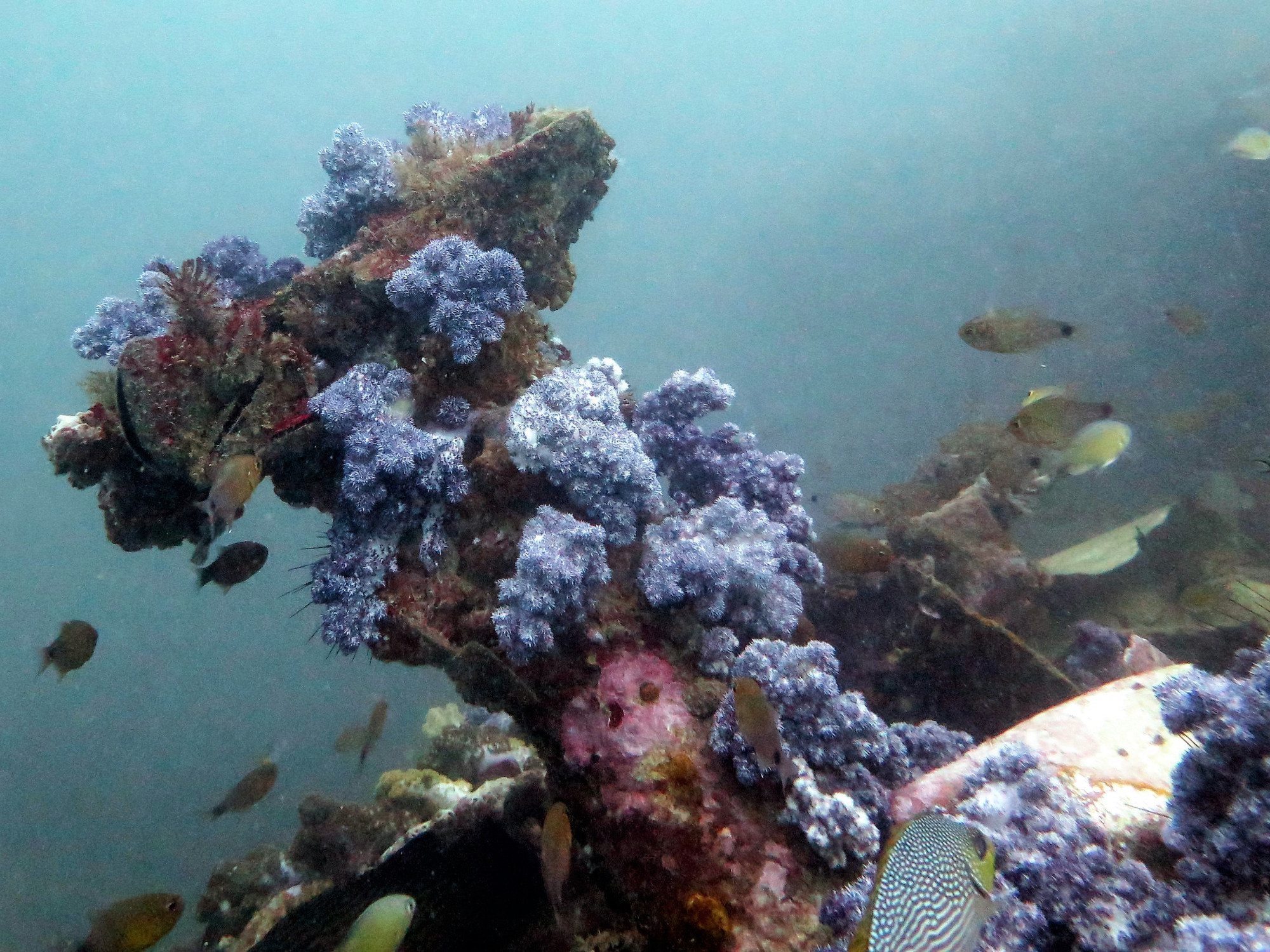 King Cruiser Wreck Dive Site, Thailand