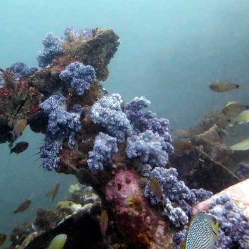 Coral covered Superstructure