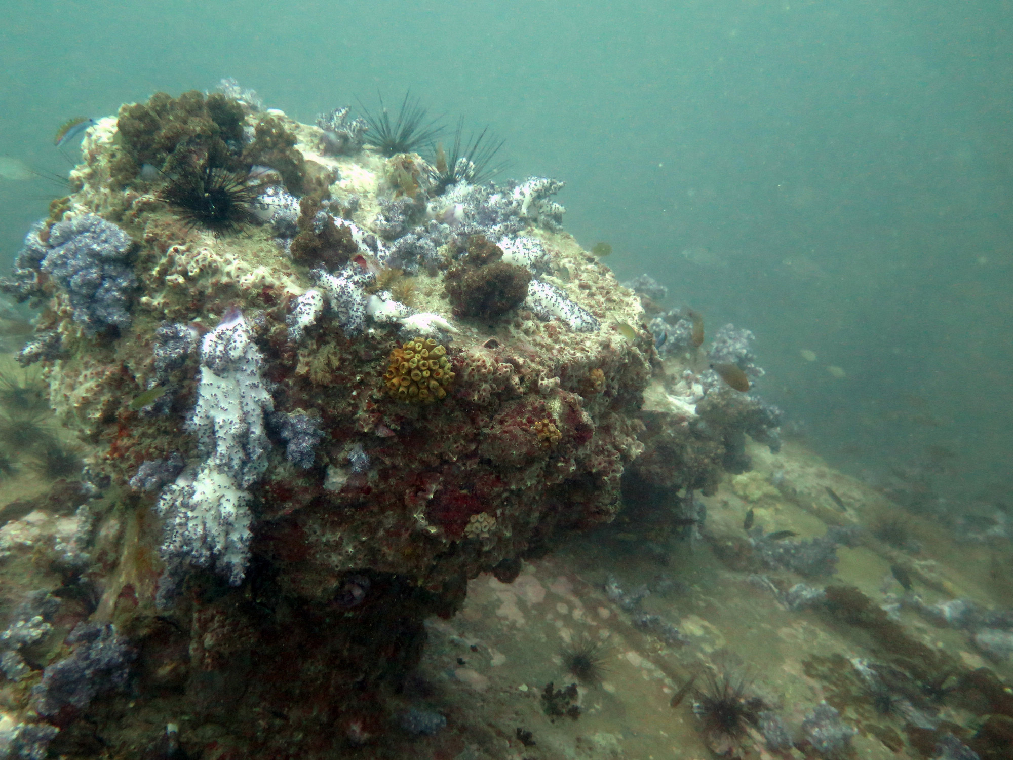 King Cruiser Wreck Dive Site, Thailand