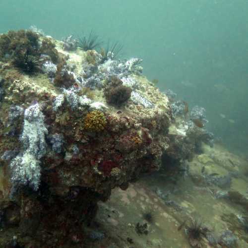 Coral covered Superstructure