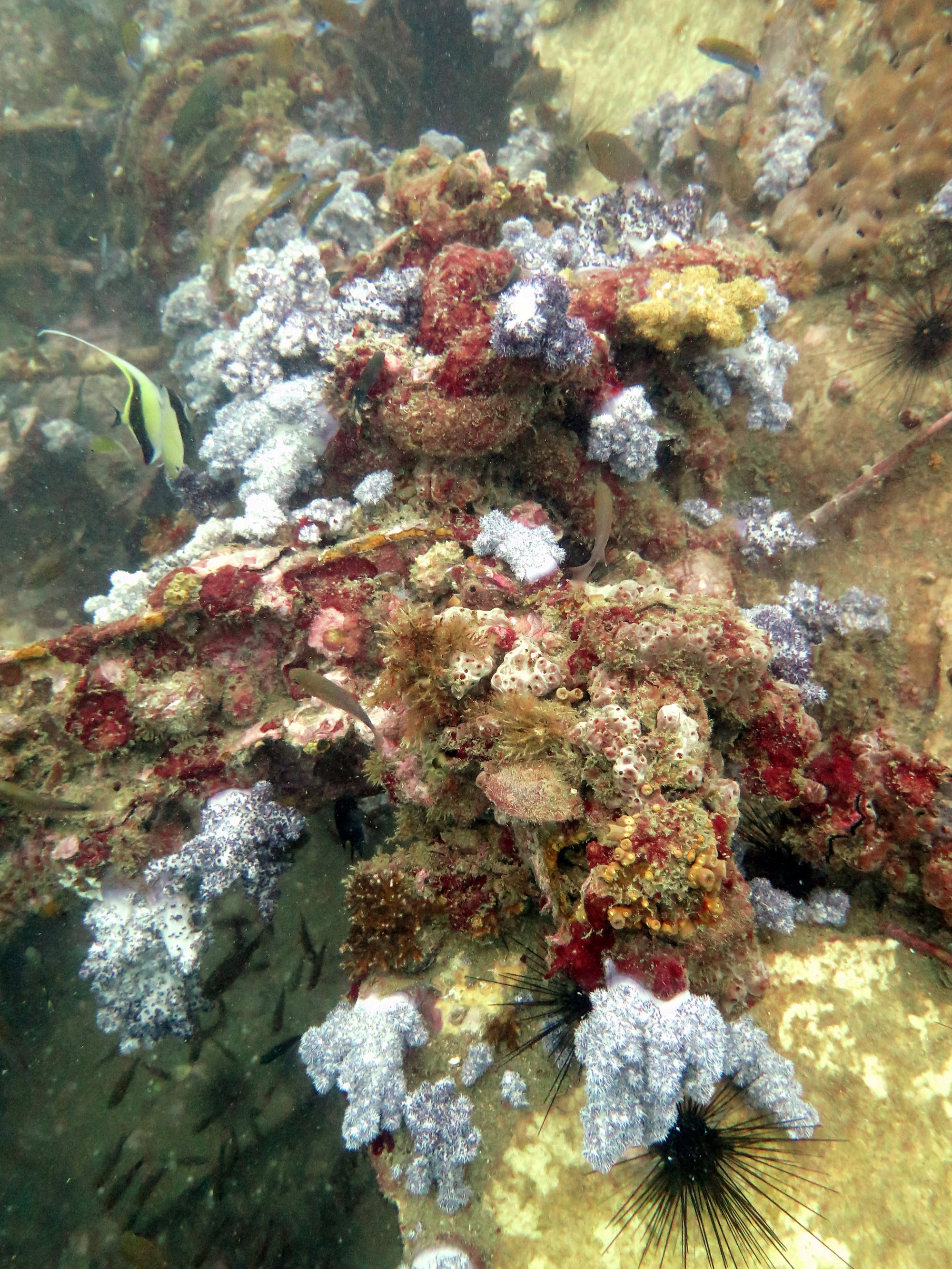 King Cruiser Wreck Dive Site, Thailand