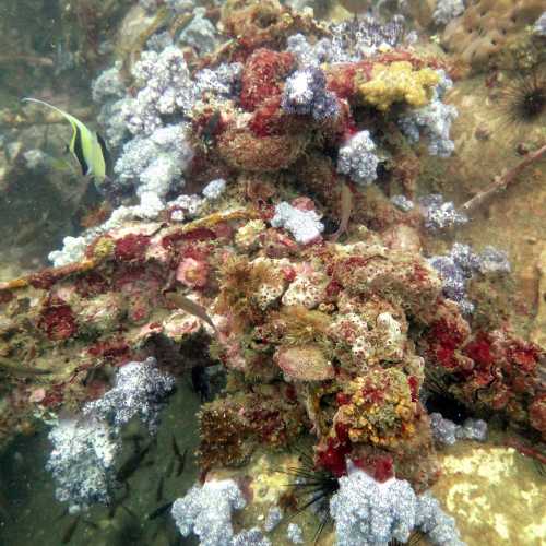 King Cruiser Wreck Dive Site, Thailand