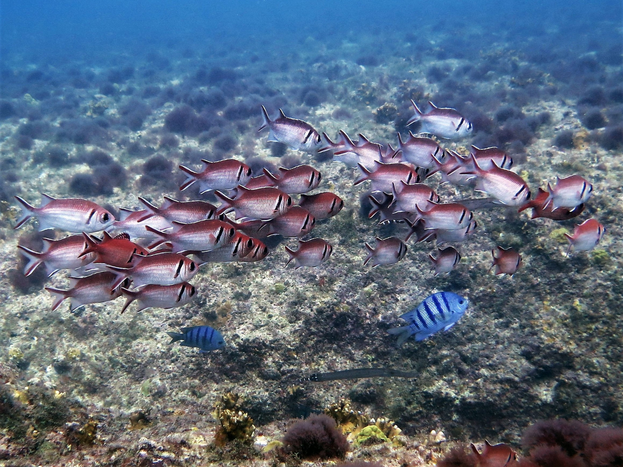 Ancora Dive Site, Cape Verde